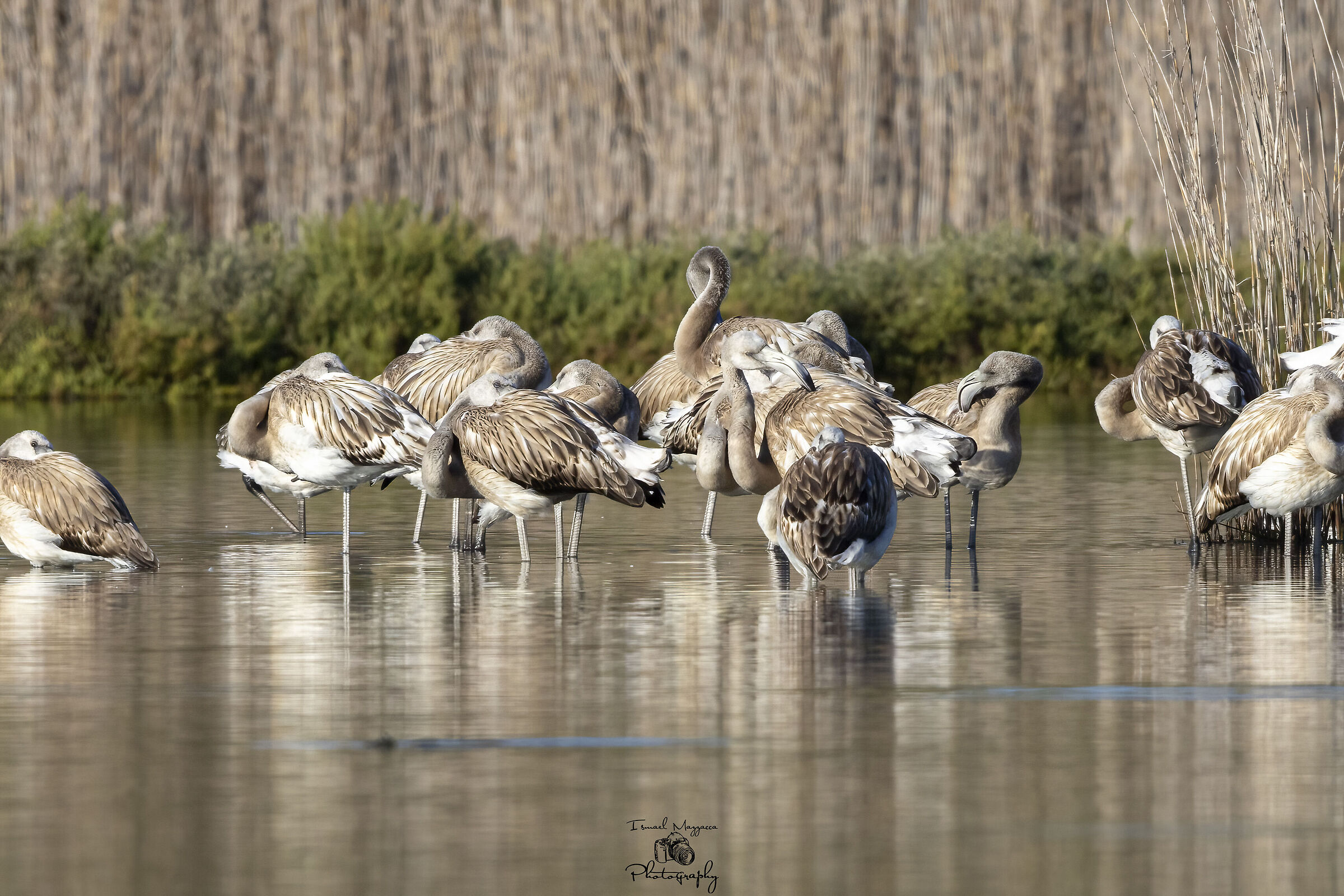 The flamingos' kindergarten