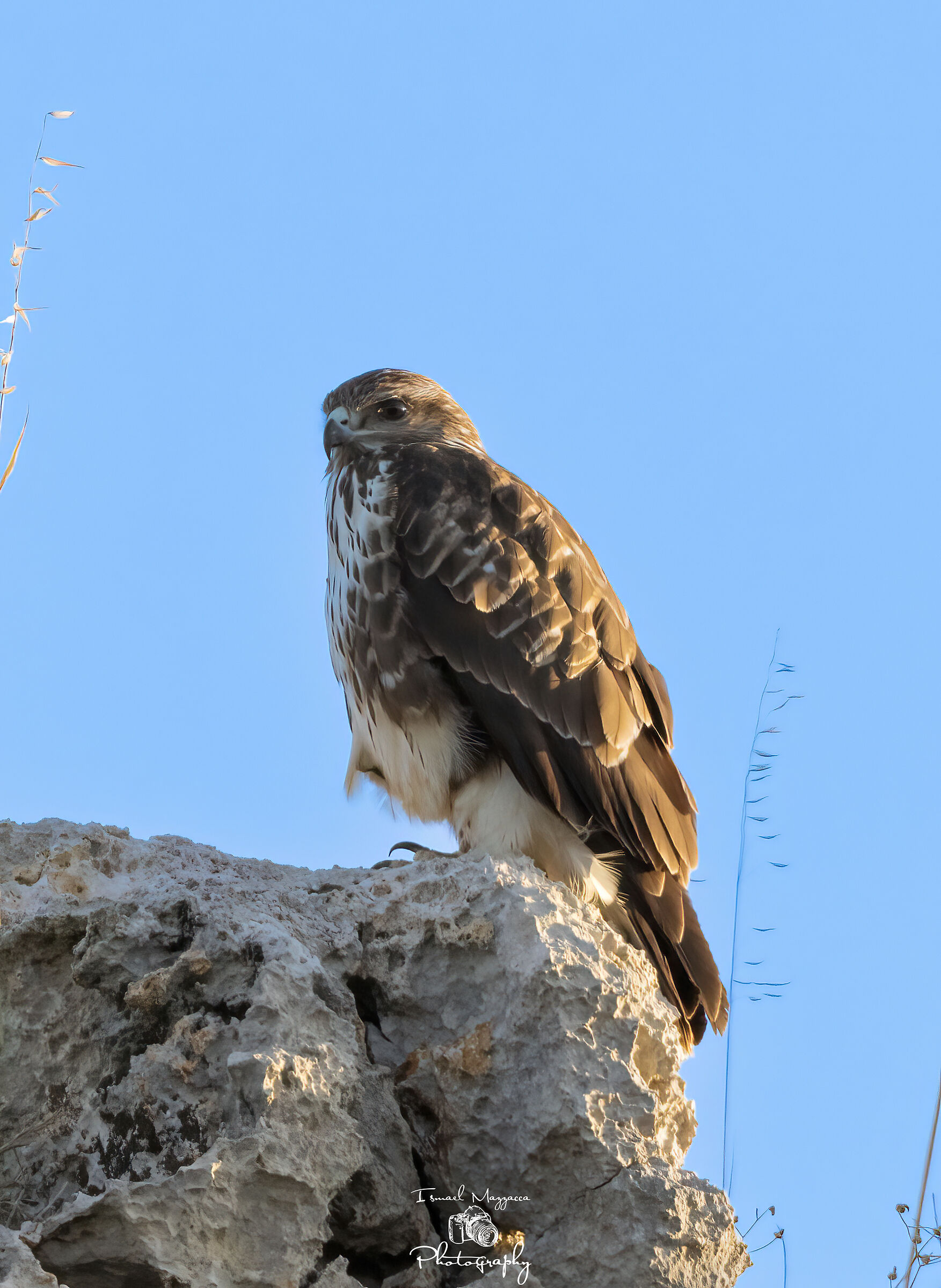 The dawn of a buzzard