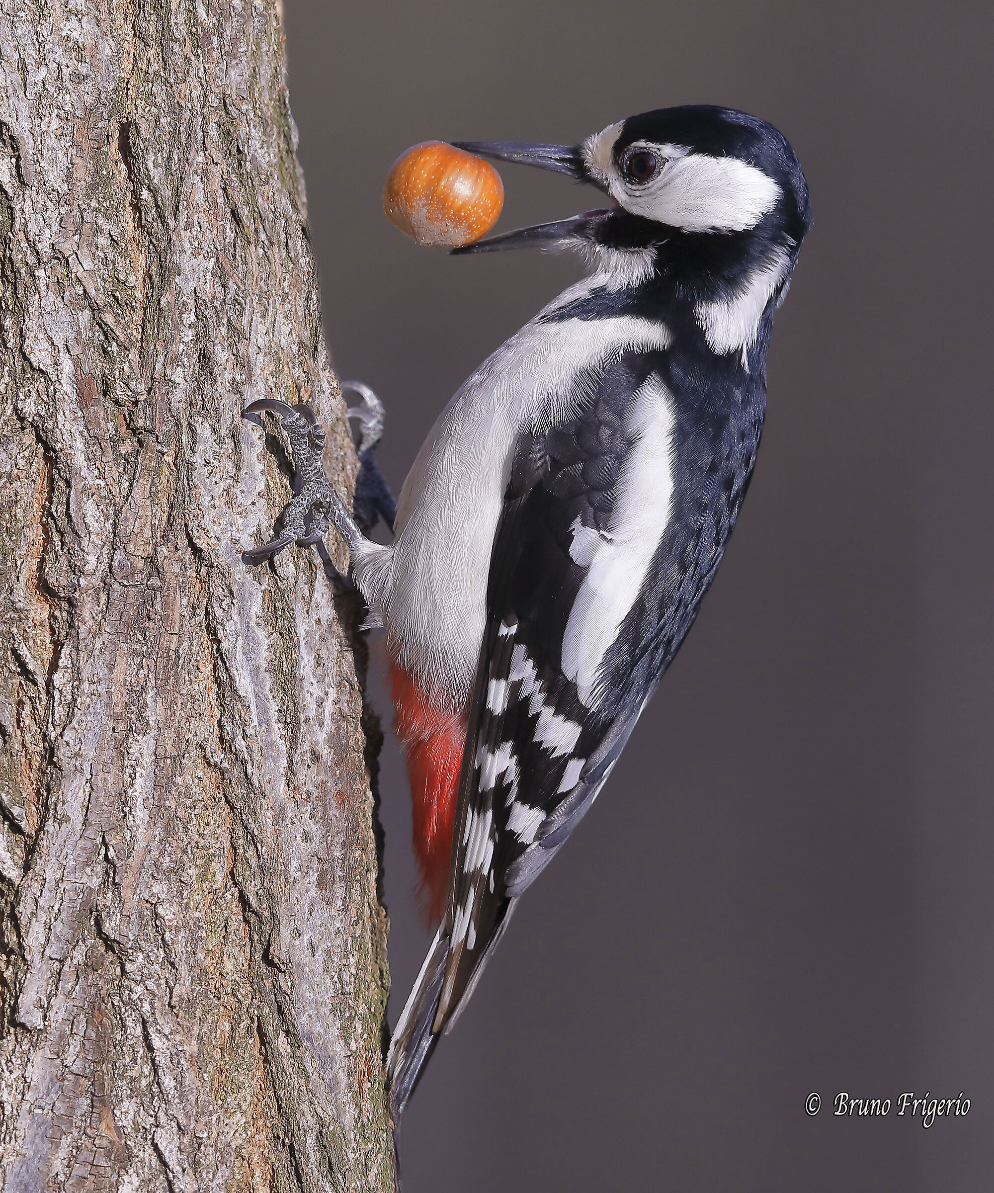 greater red woodpecker