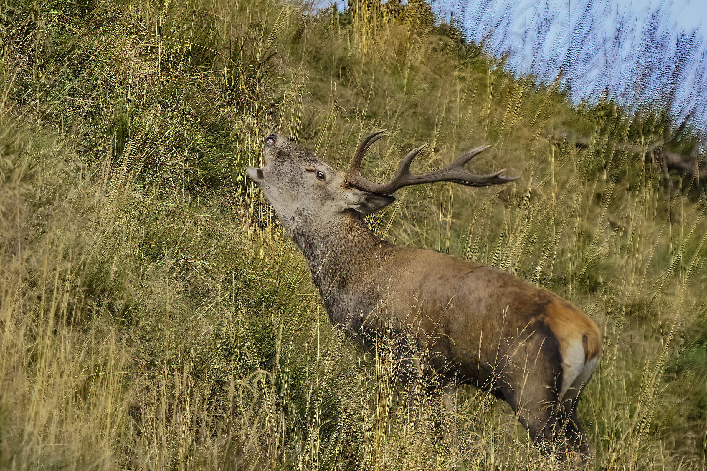 Bramito