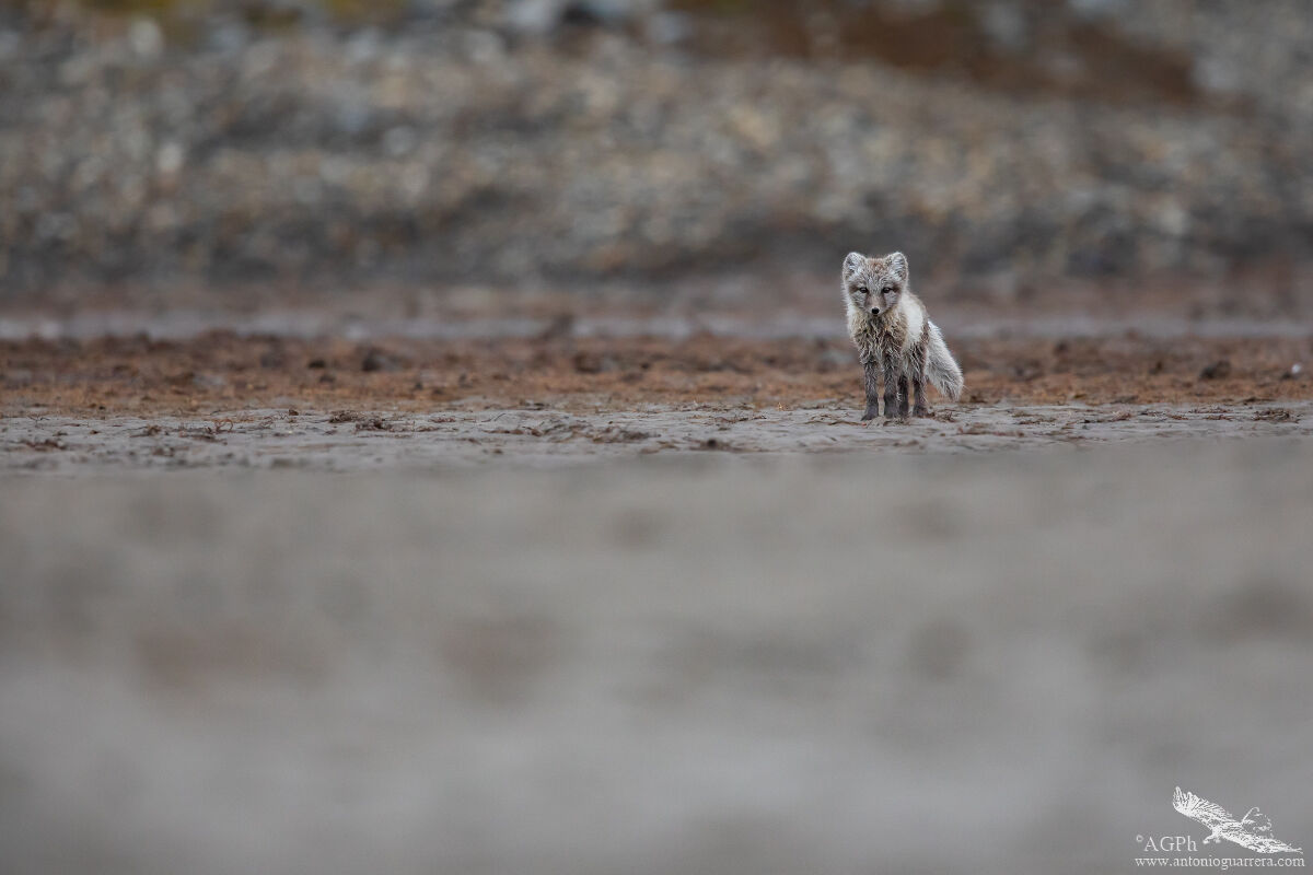 Tono su tono - Volpe artica