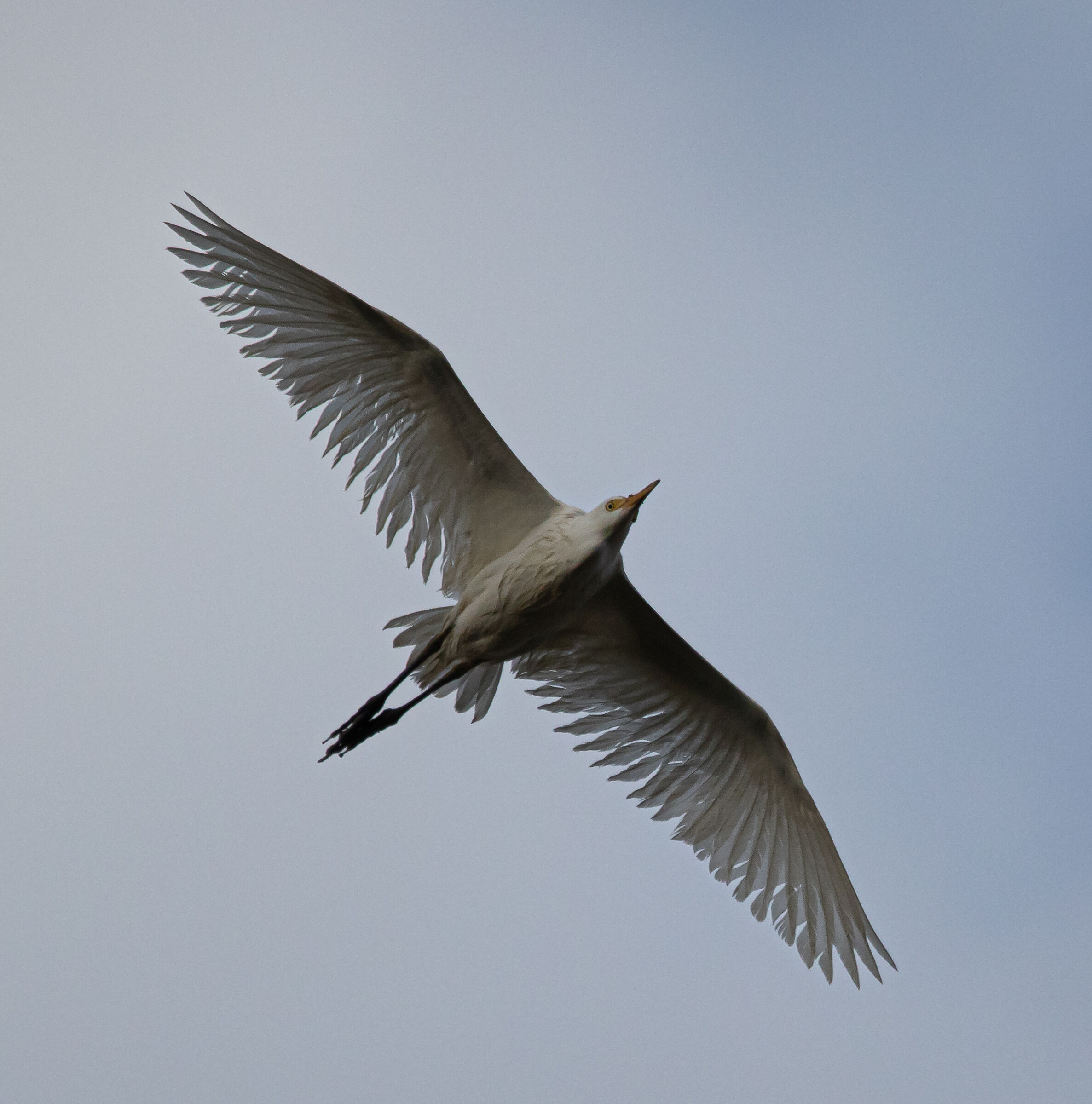 Airone Bianco Maggiore