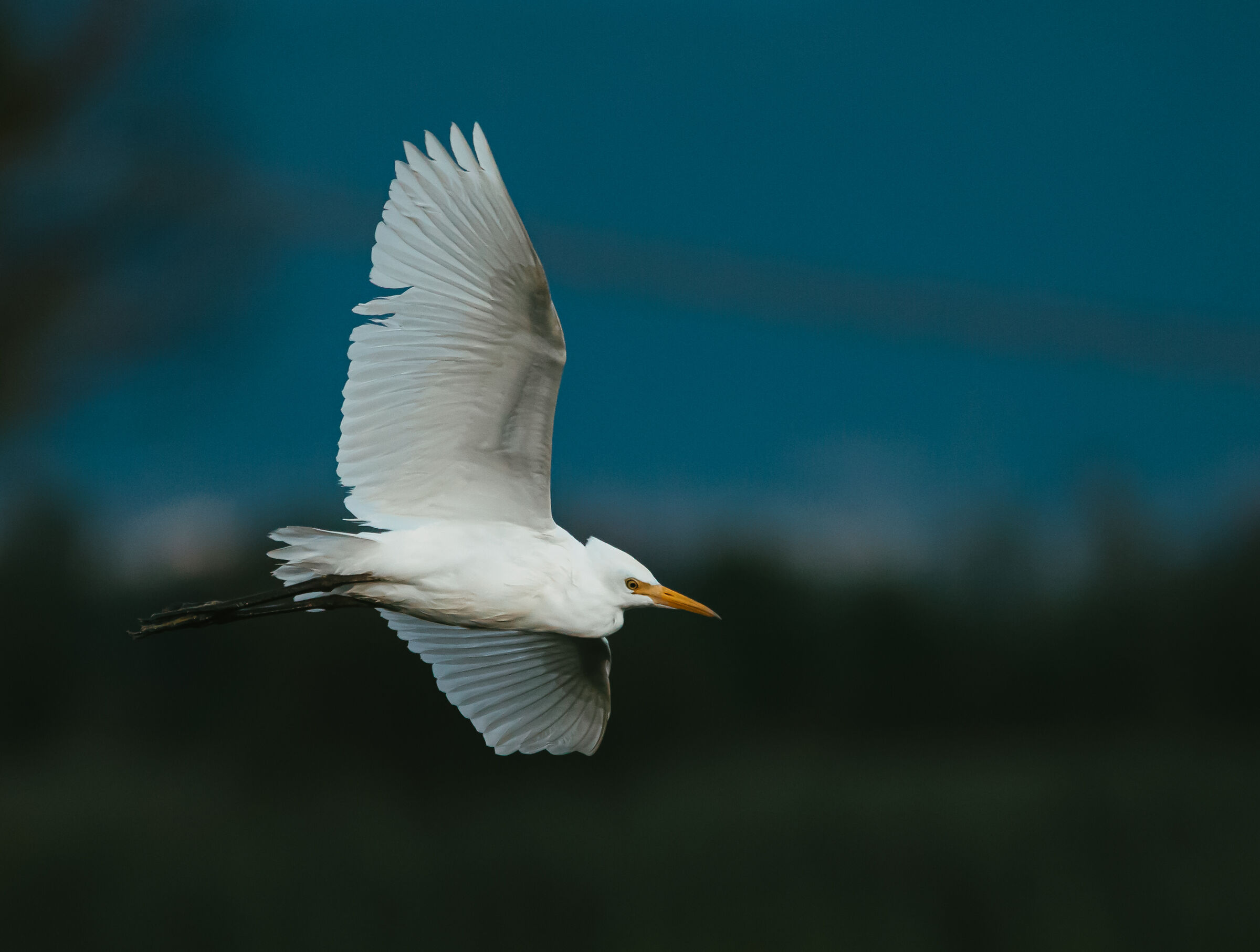 Airone Bianco Maggiore