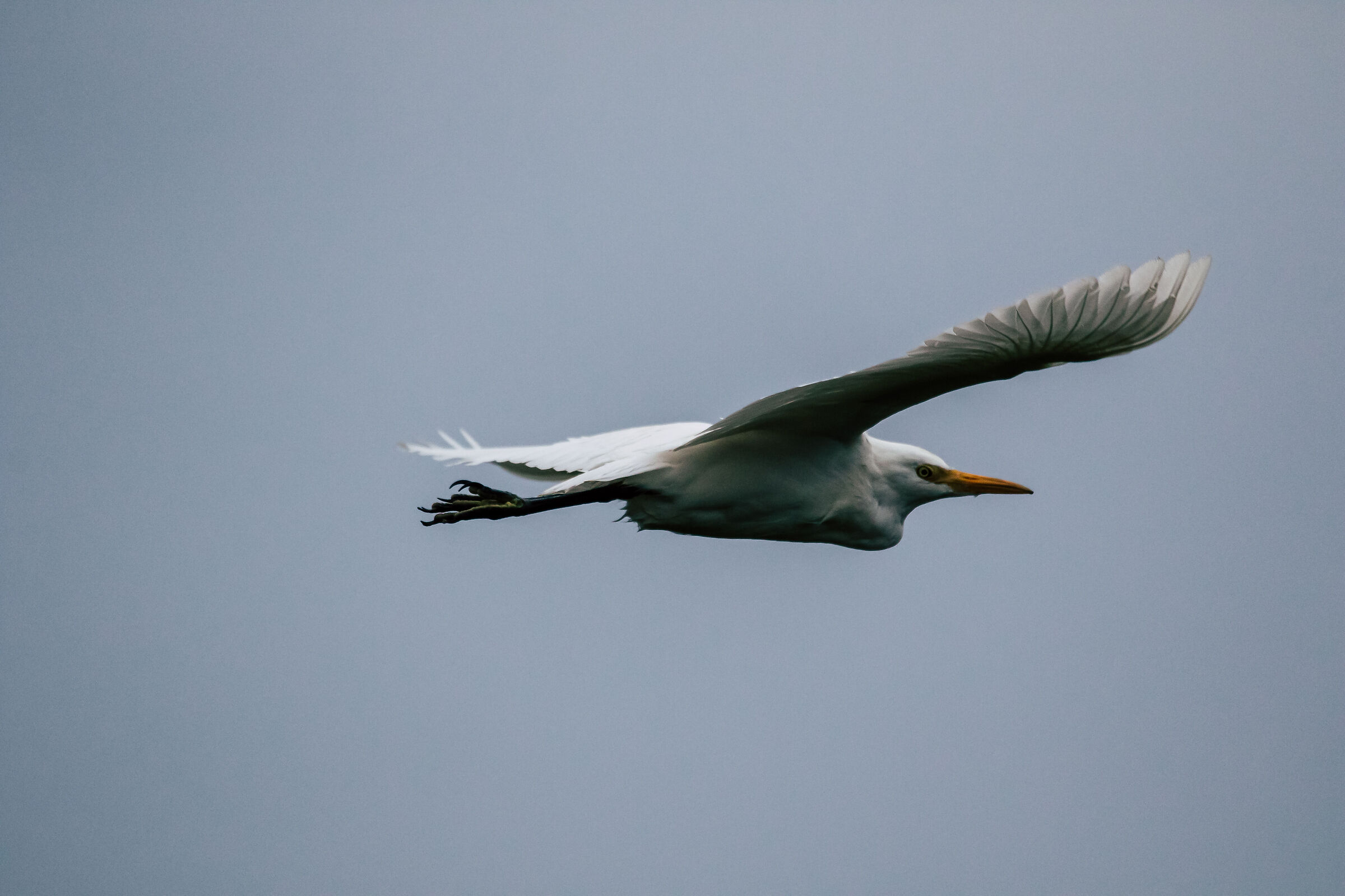 Airone Bianco Maggiore