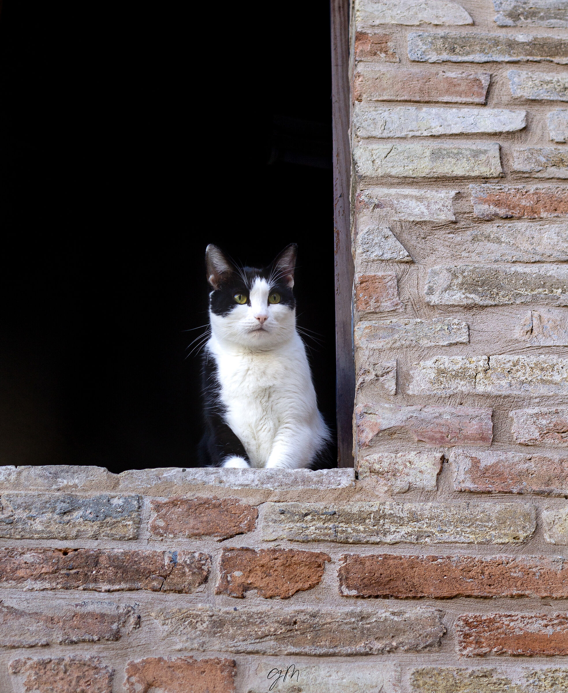 A beautiful cat