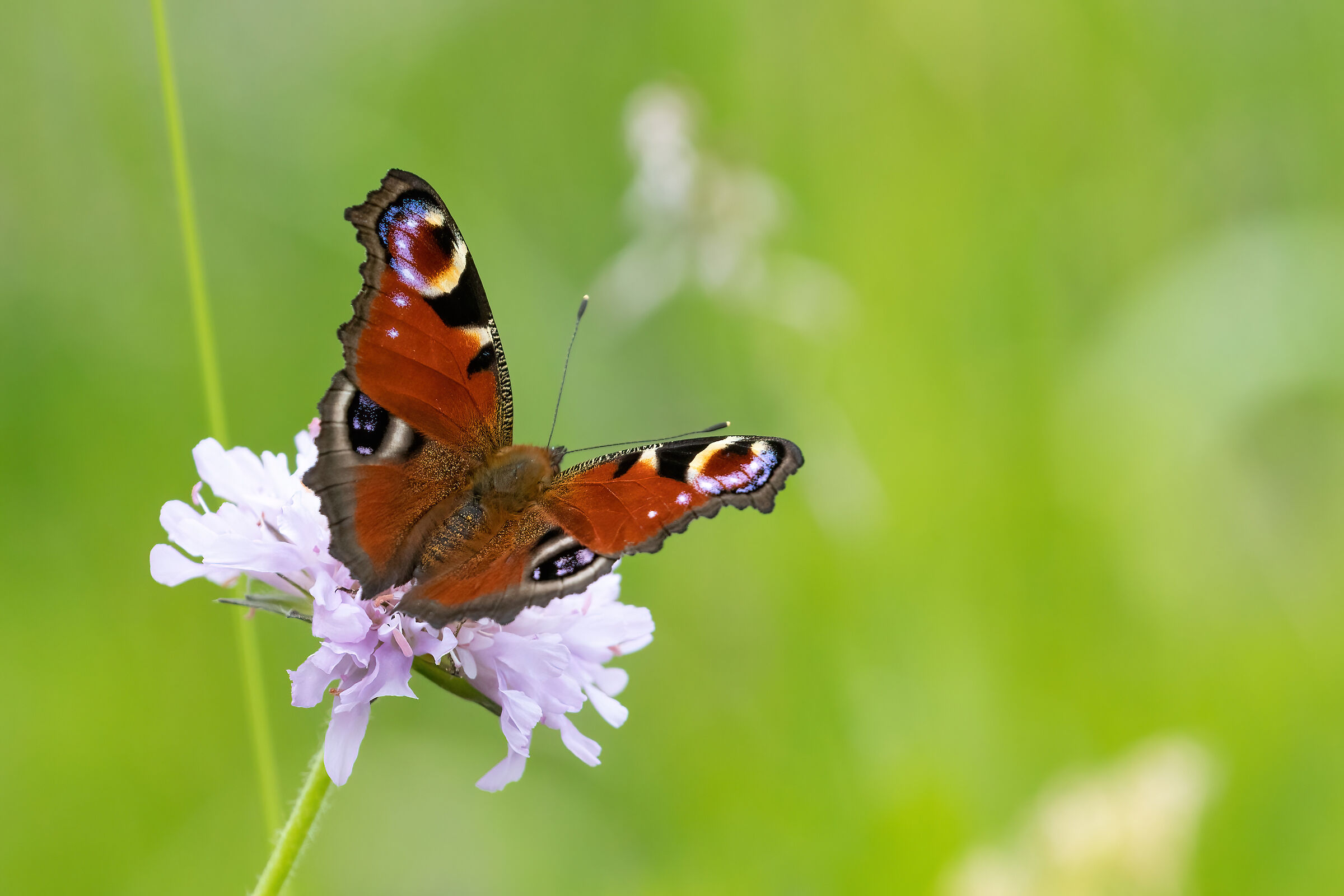 Aglais io