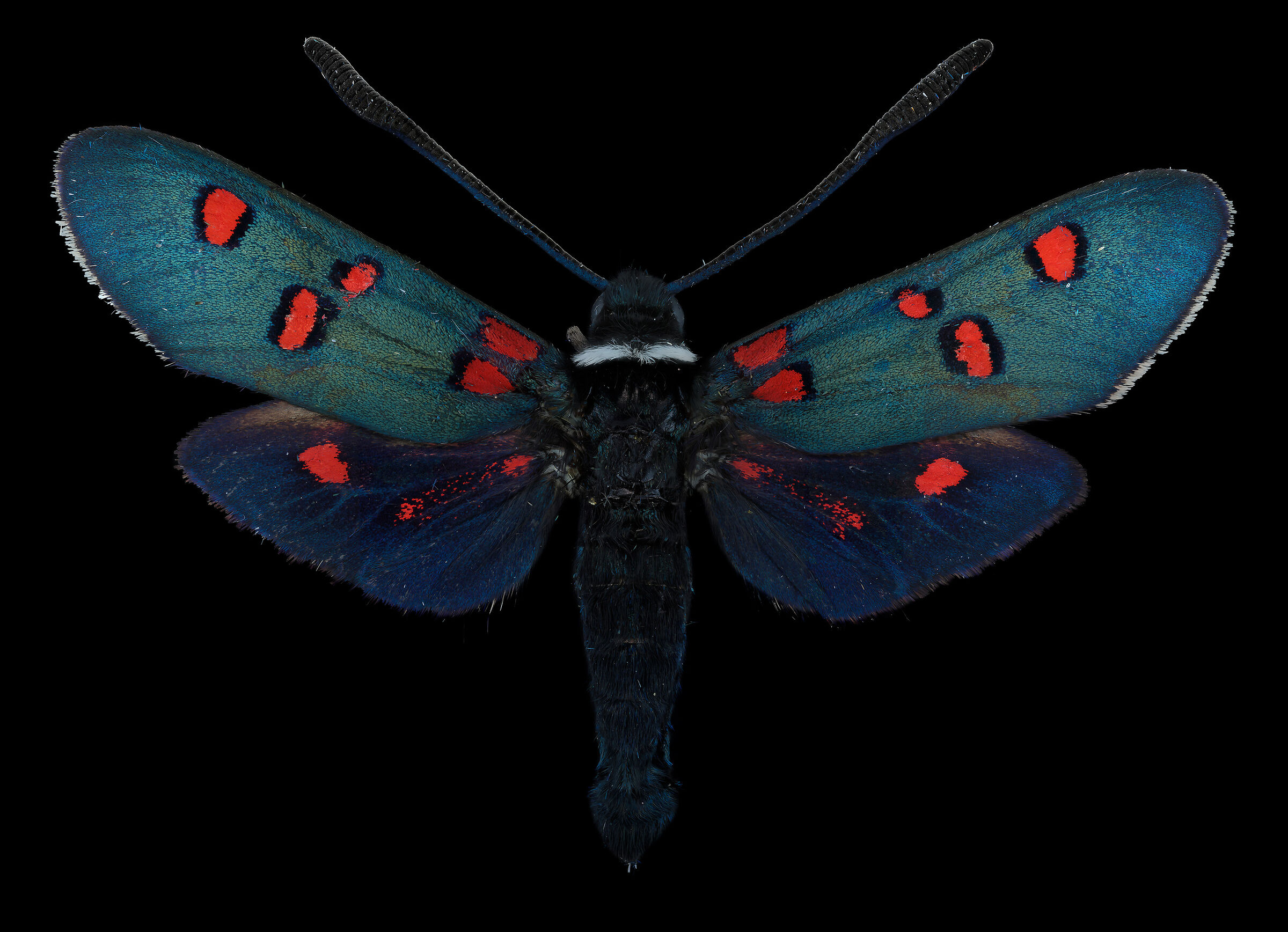 Zygaena lavandulae
