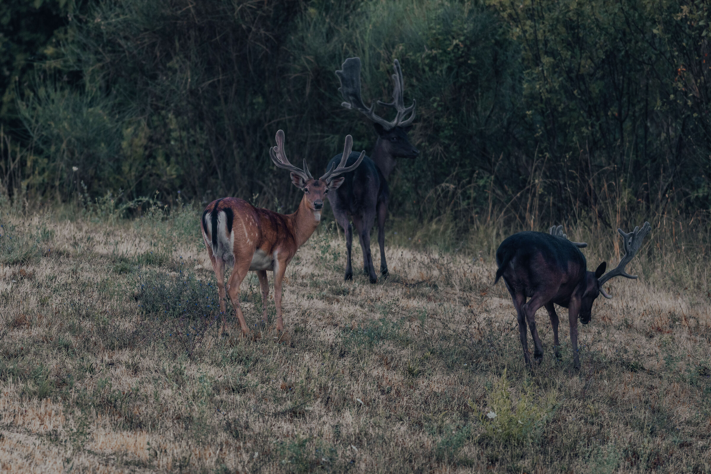 Deer Male 1# Mouth Trabaria