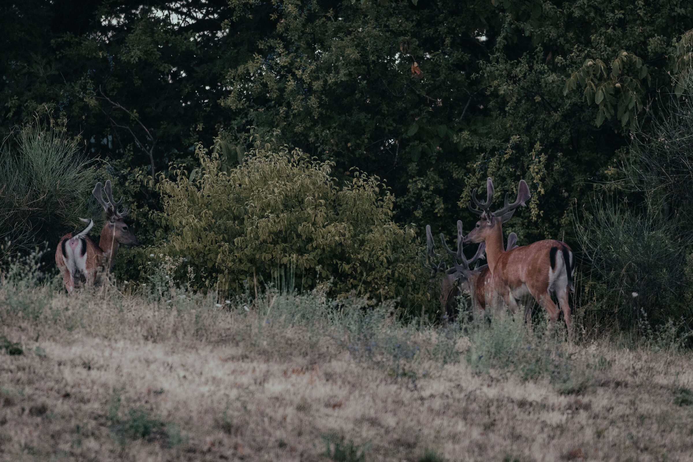 Deer Male 1# Mouth Trabaria