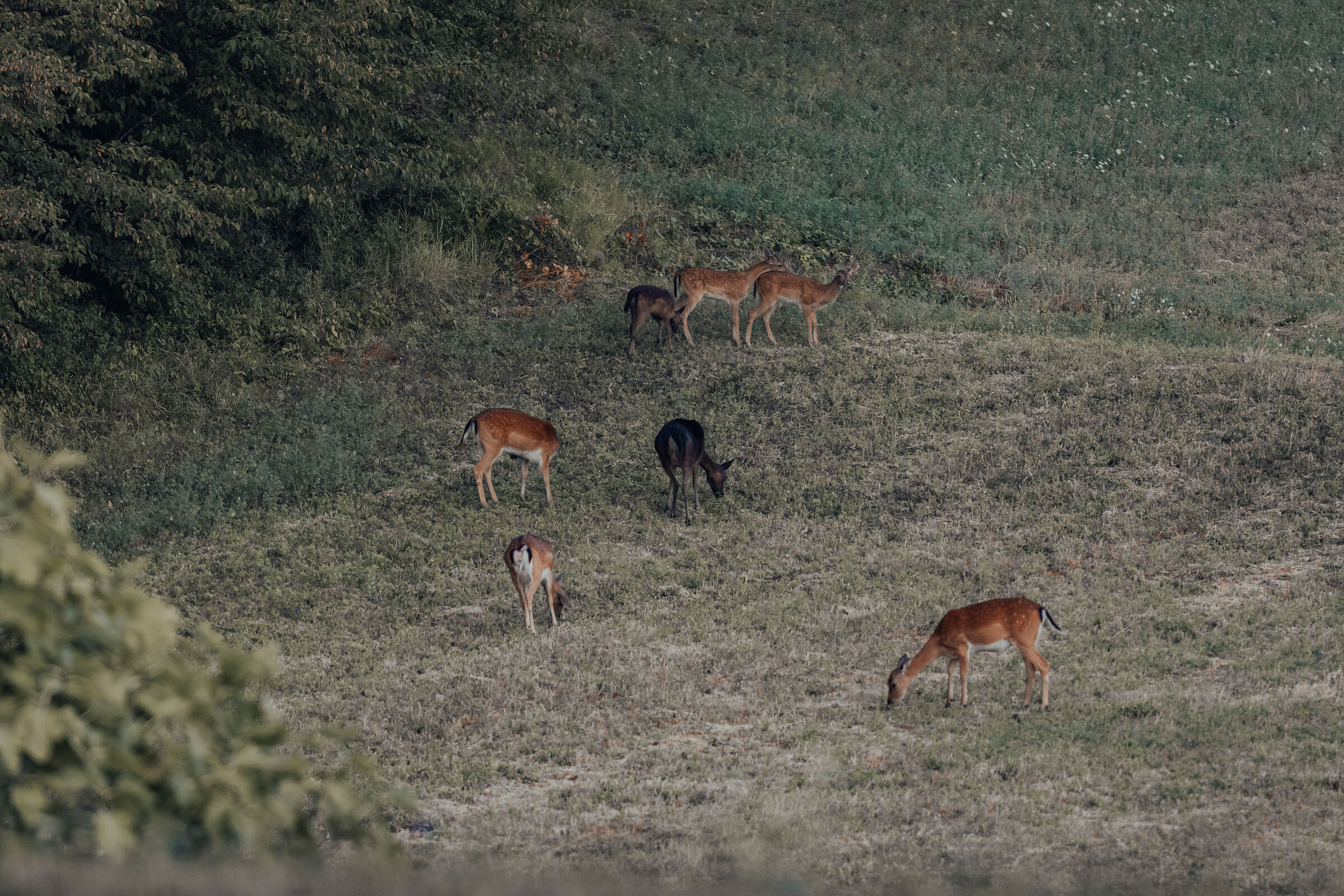 Deer Female 1# Mouth Trabaria