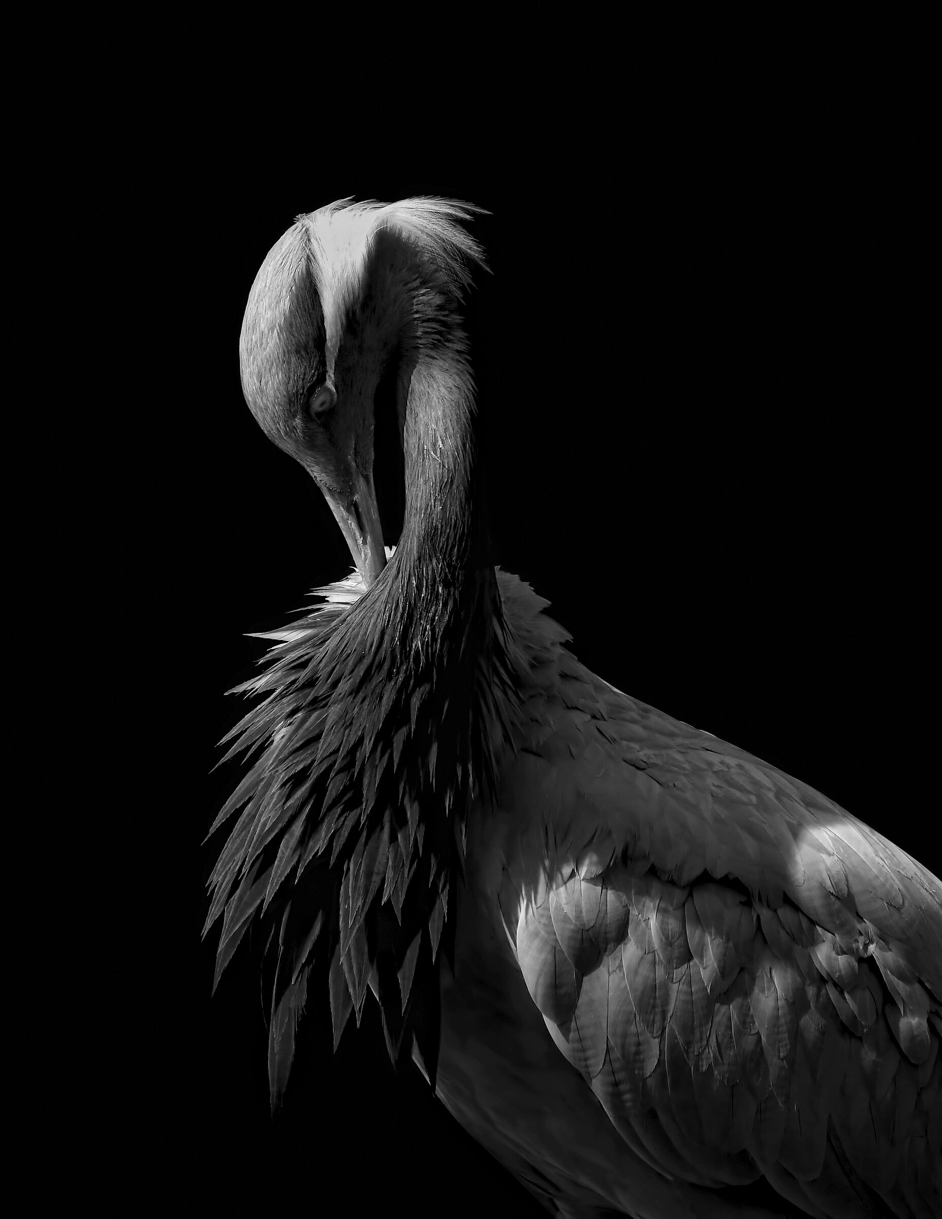 Gru - Damigella di Numidia