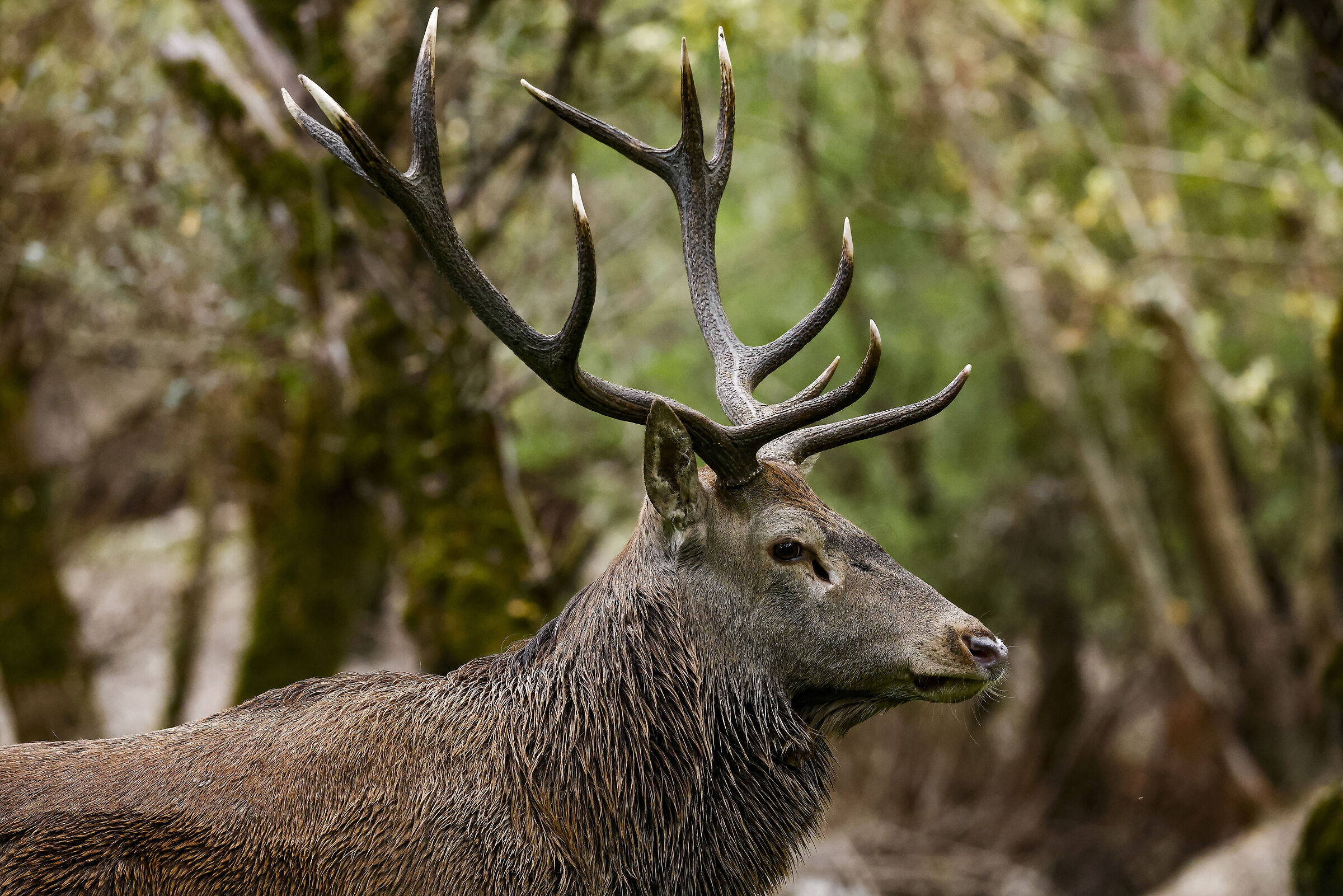 Il signore dei boschi