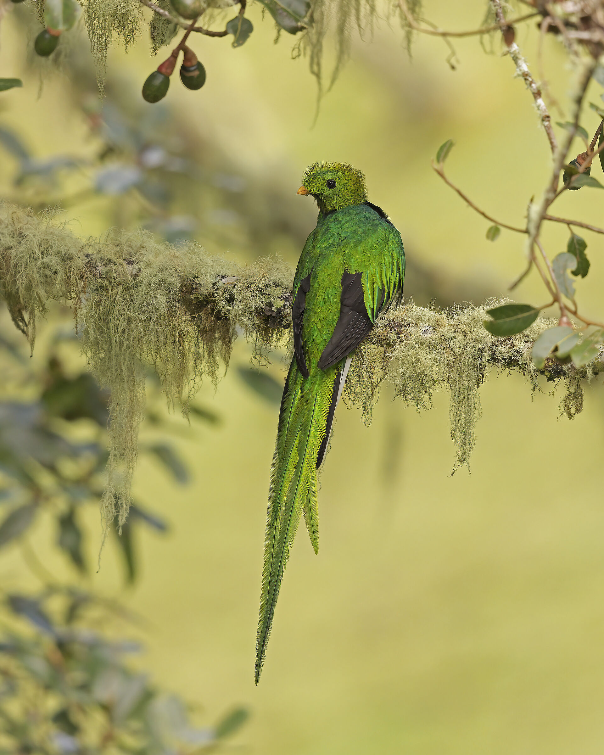 Finalmente il quetzal