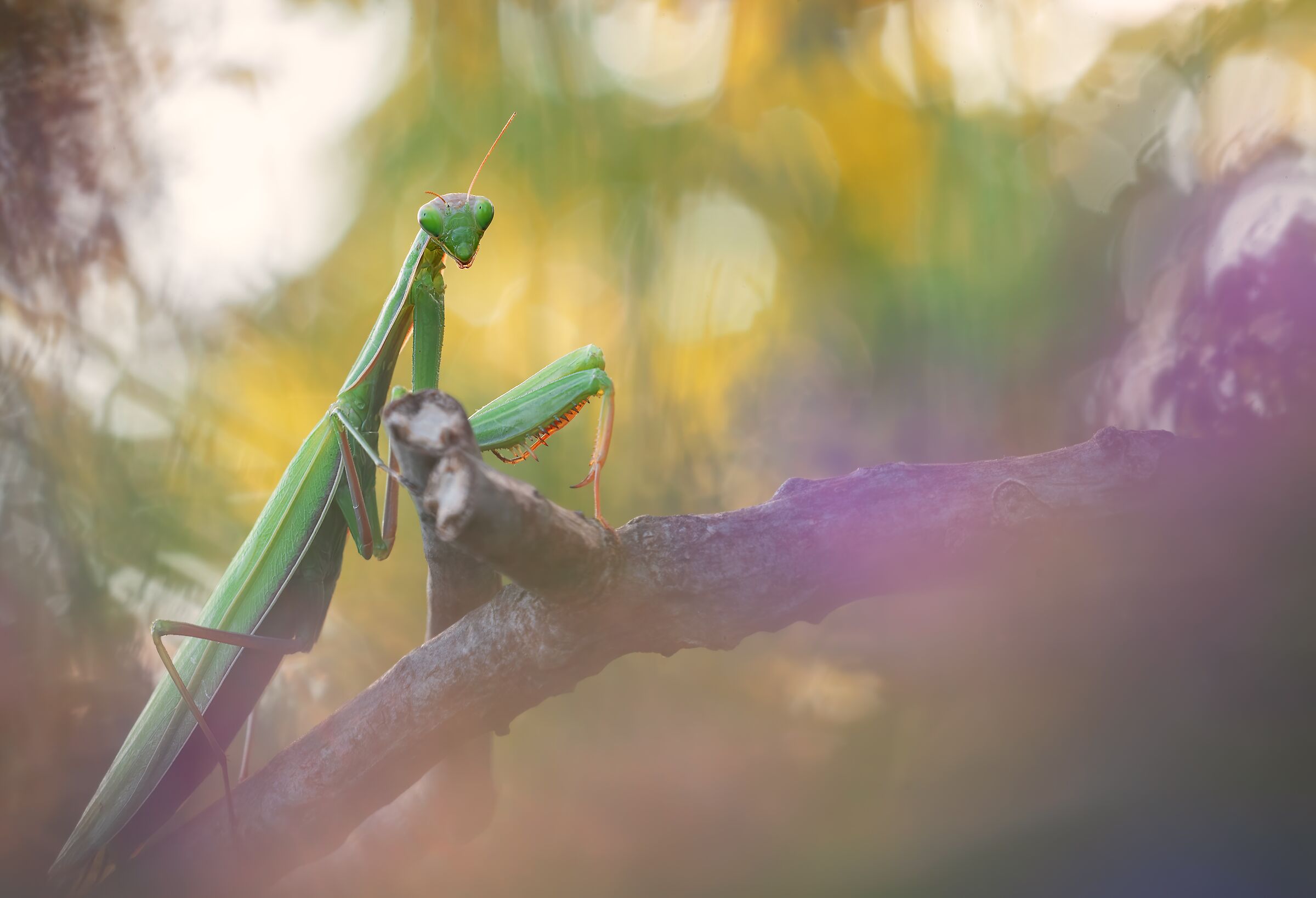Mantis religiosa