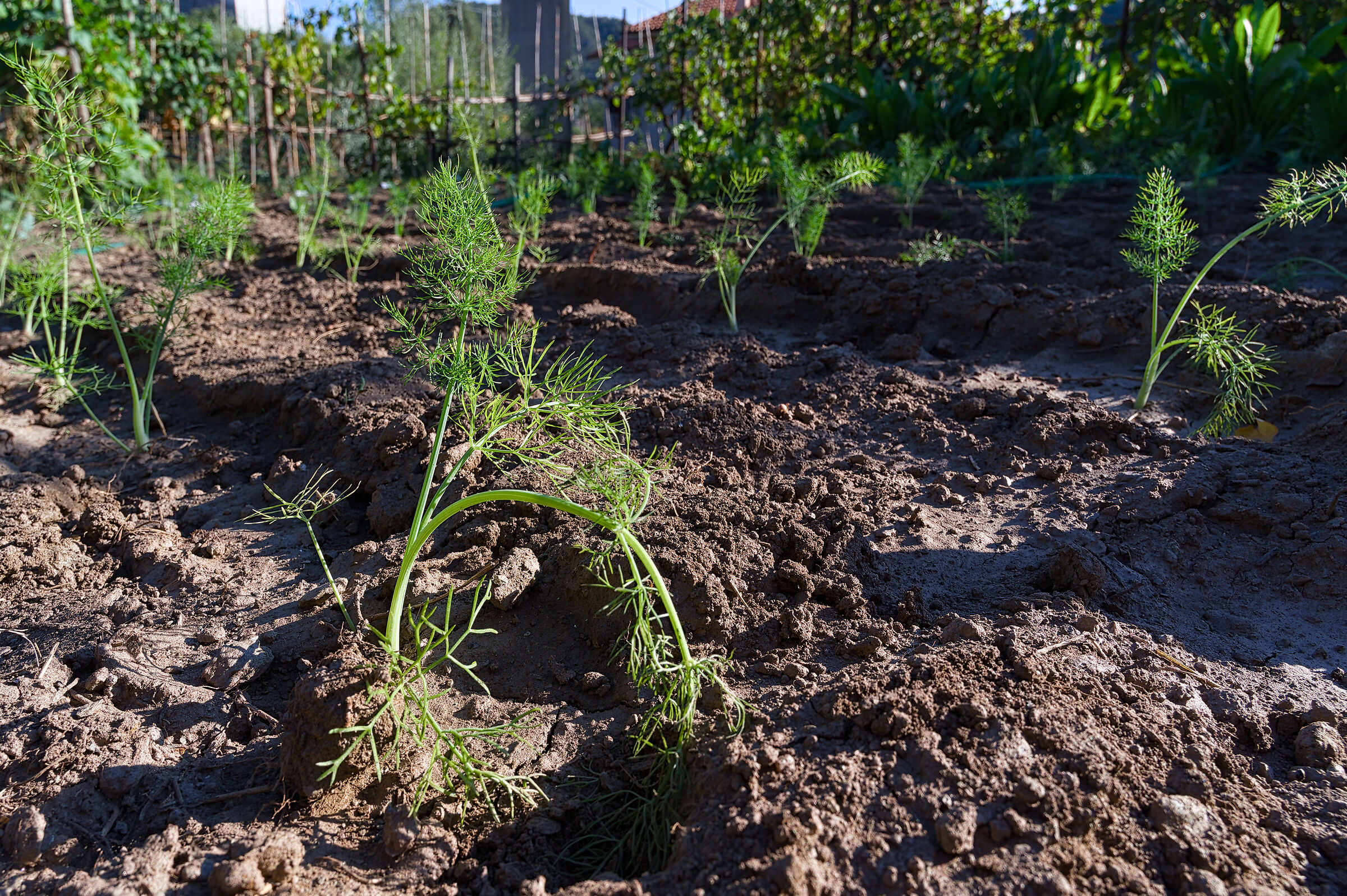 The young winter vegetable garden