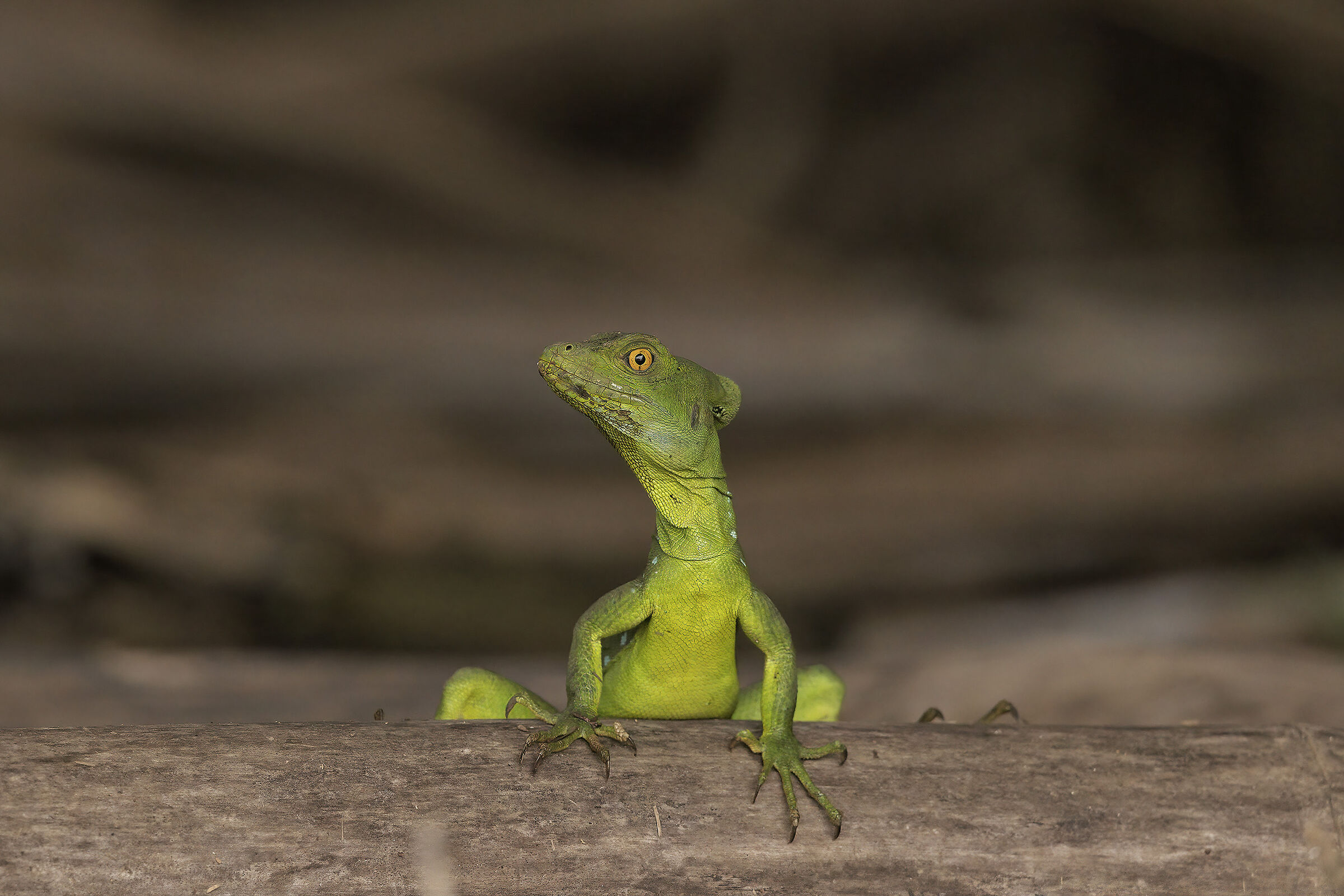 Basilisk on the attentive