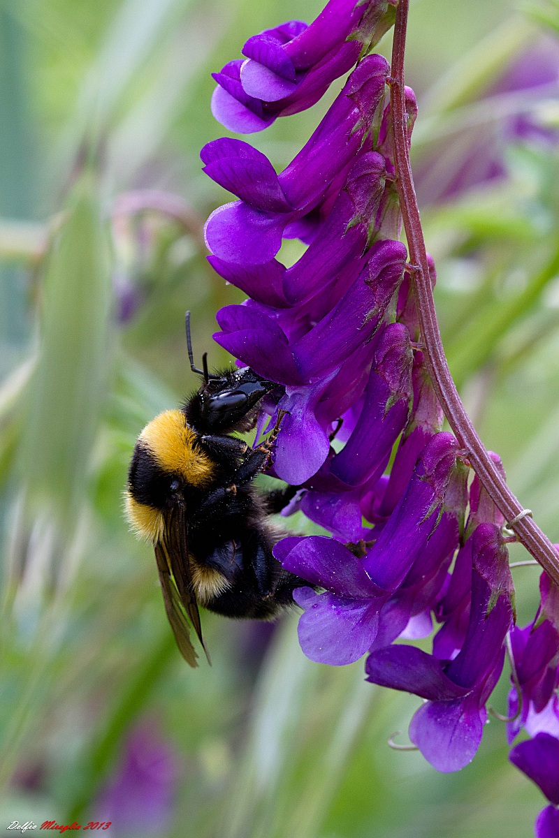 Bombus