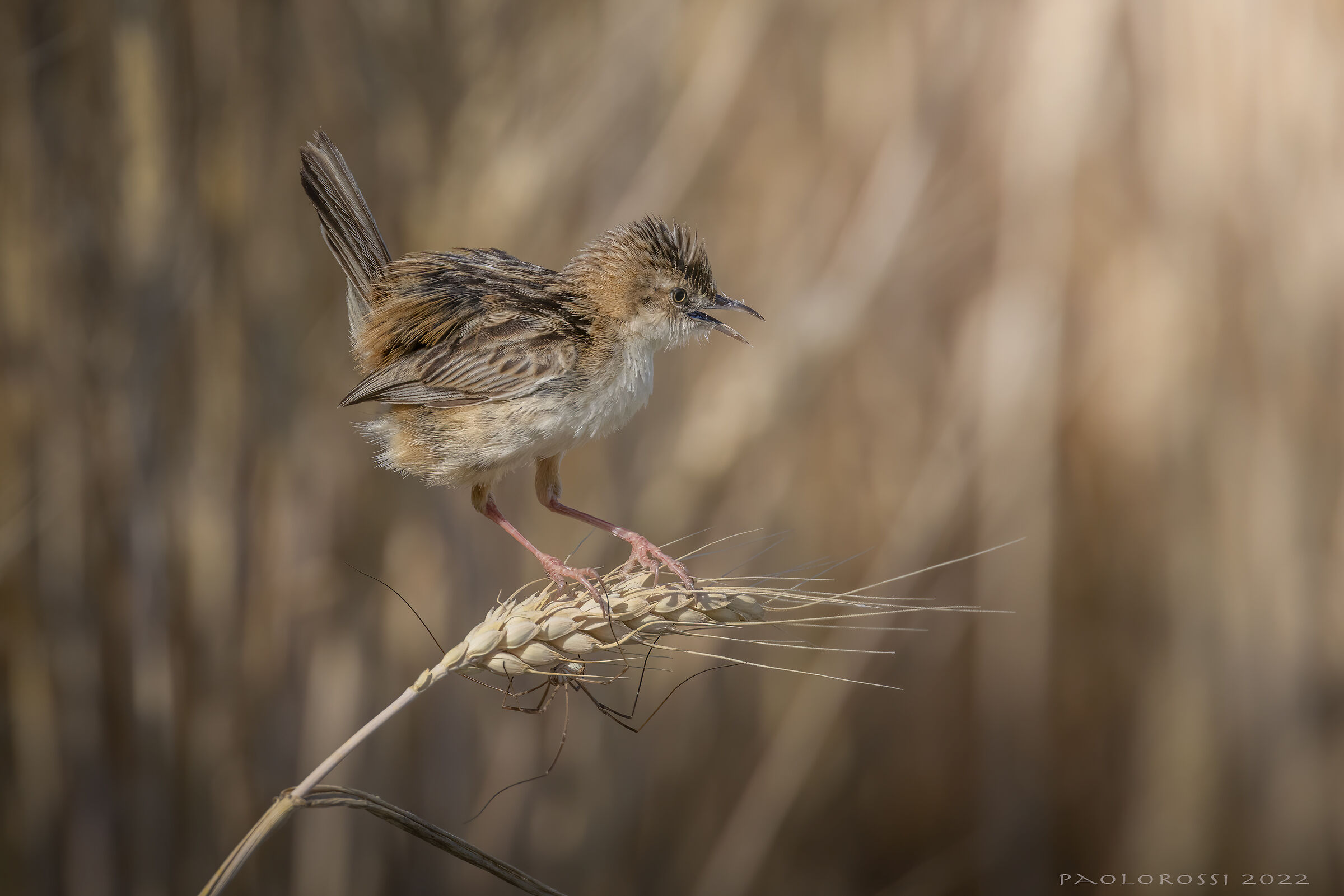 The Woodcock and the Spider...