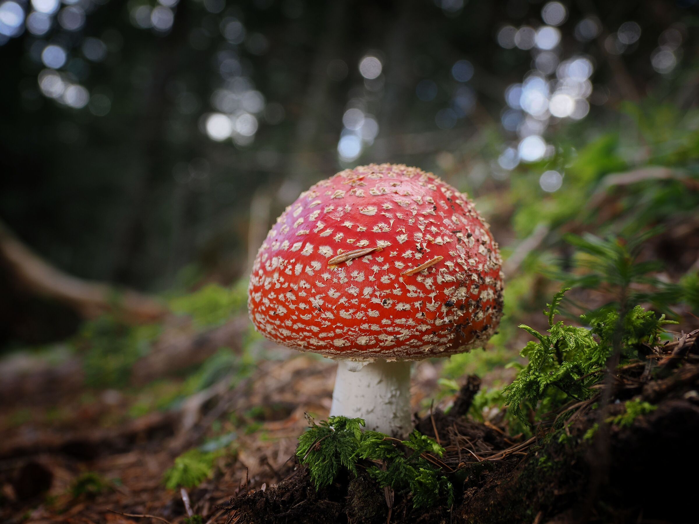 Mushroom that is not scary