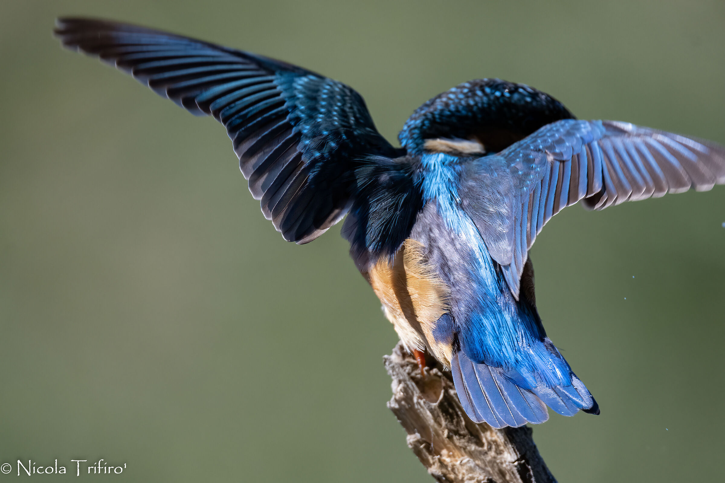 the colors of martino