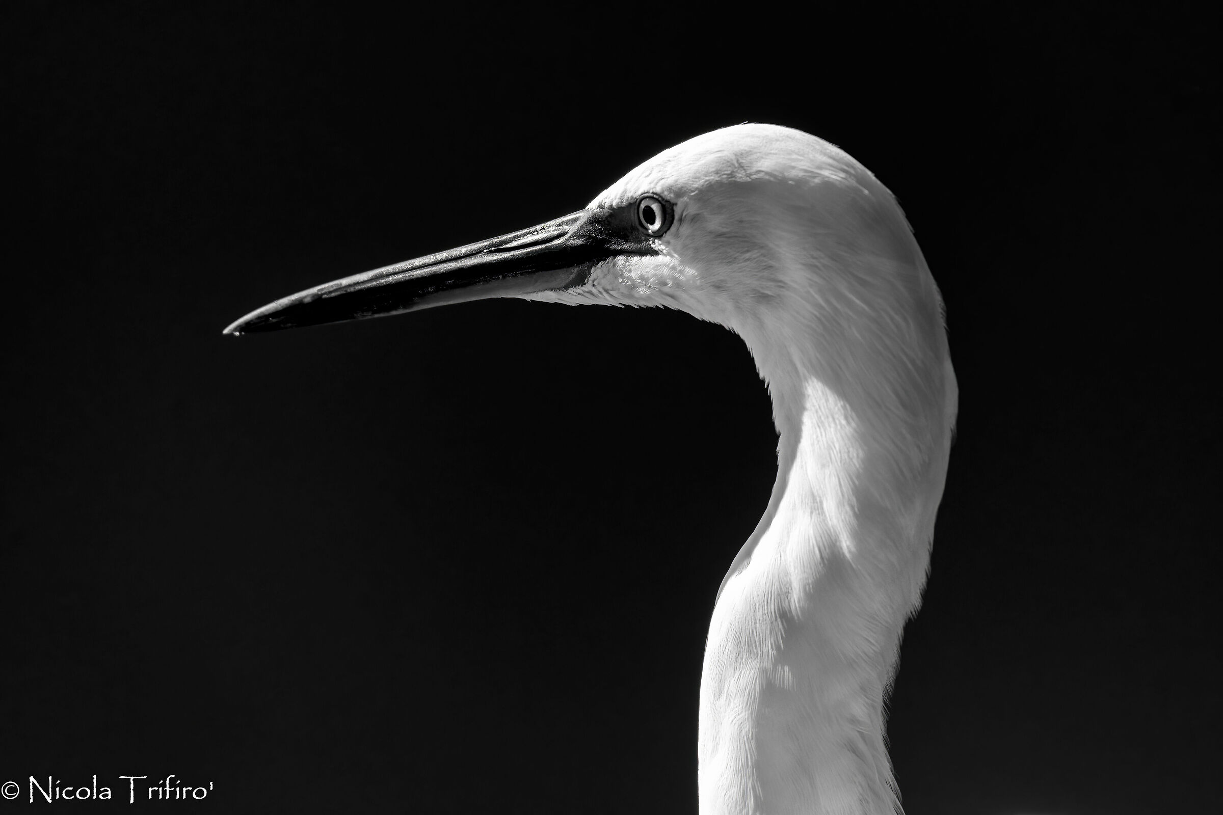 Egretta Garzetta: Black&White portraits