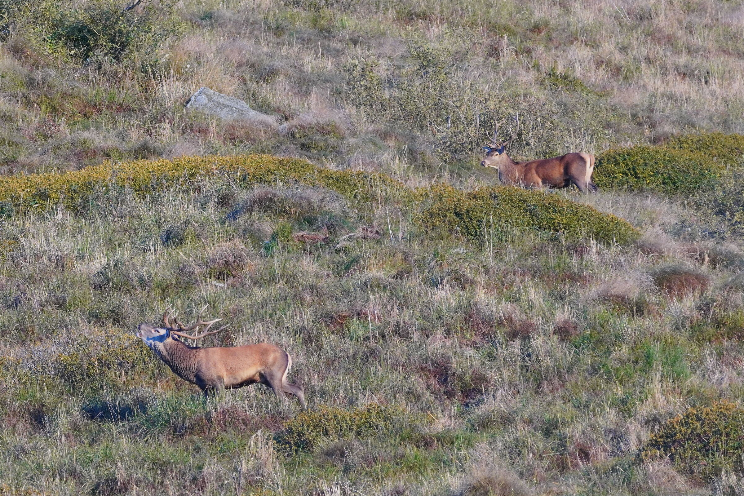 what is there to scream?