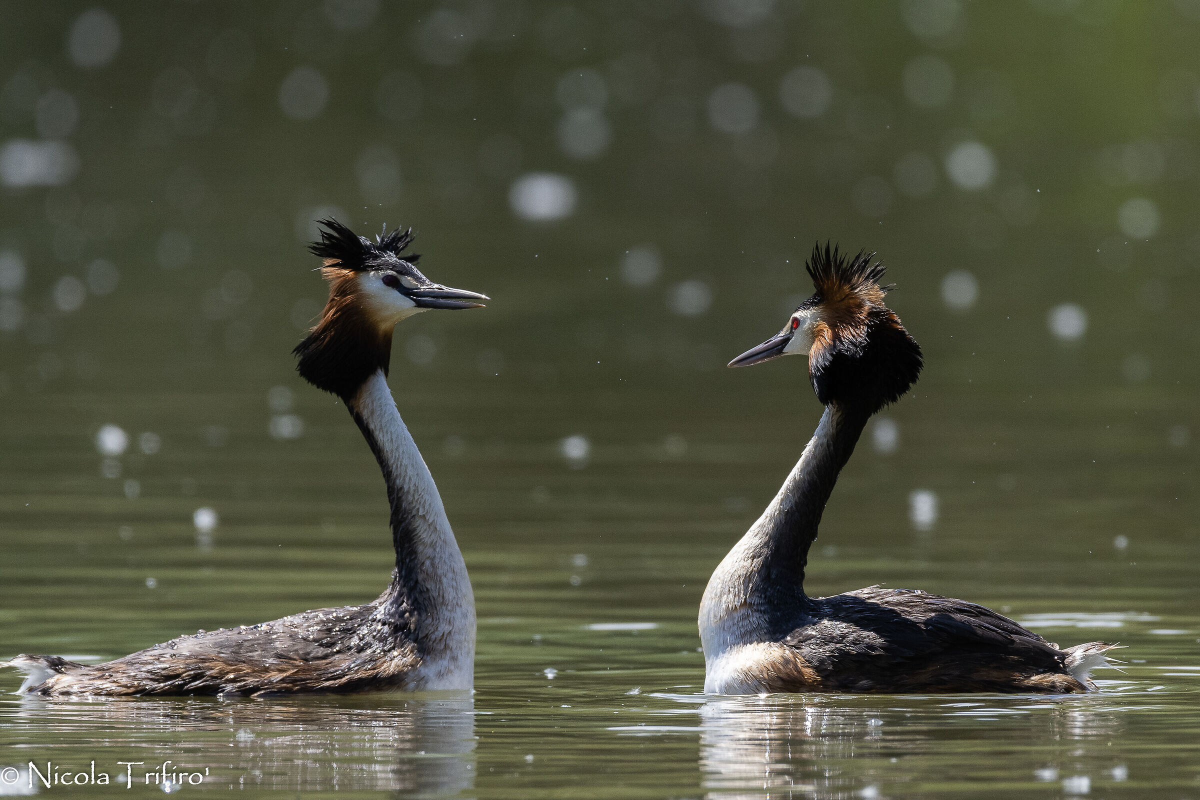 Grebes in love