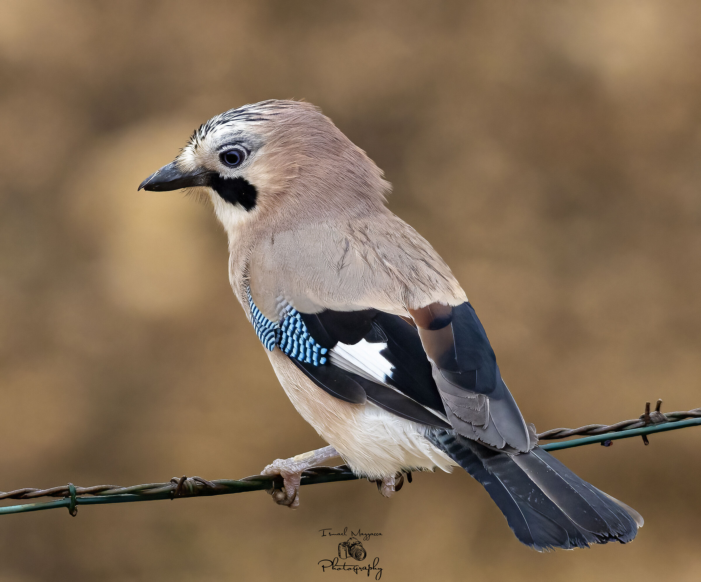 Jay
