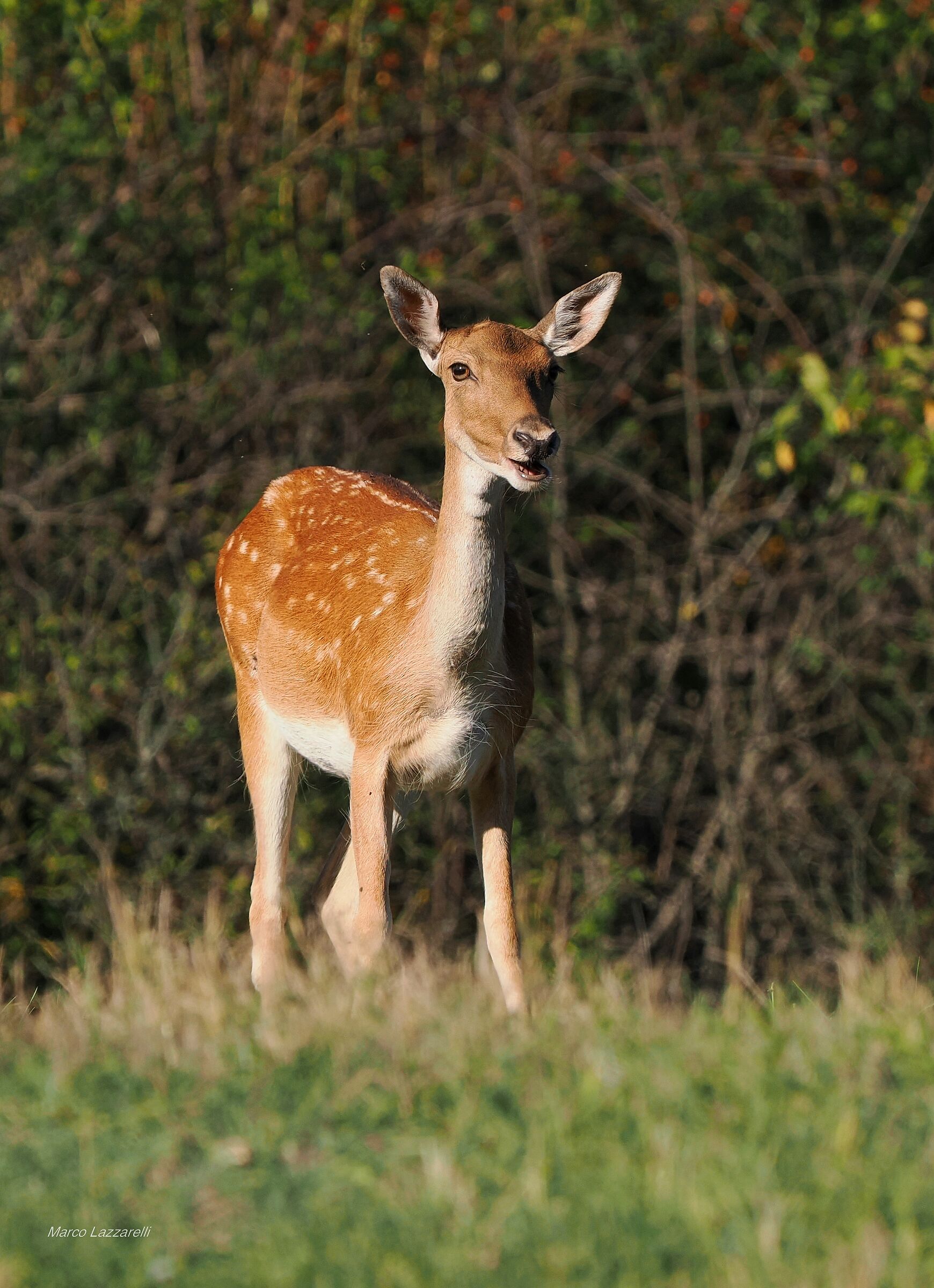la femmina di Daino che aspetta il cucciolo