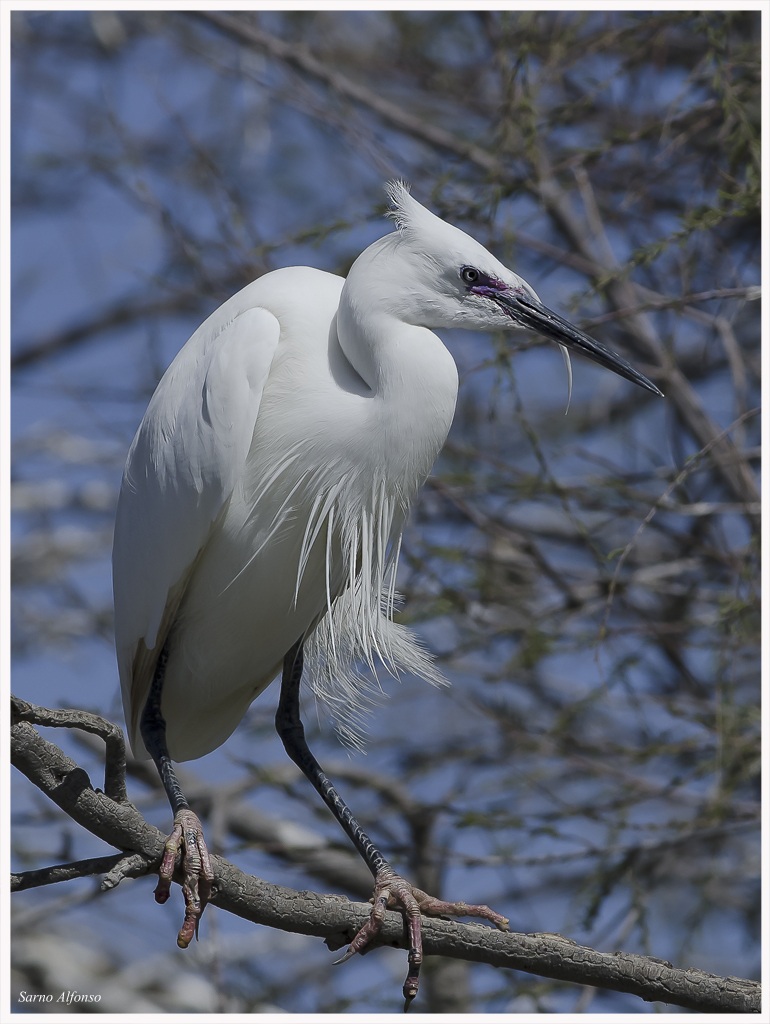Egret