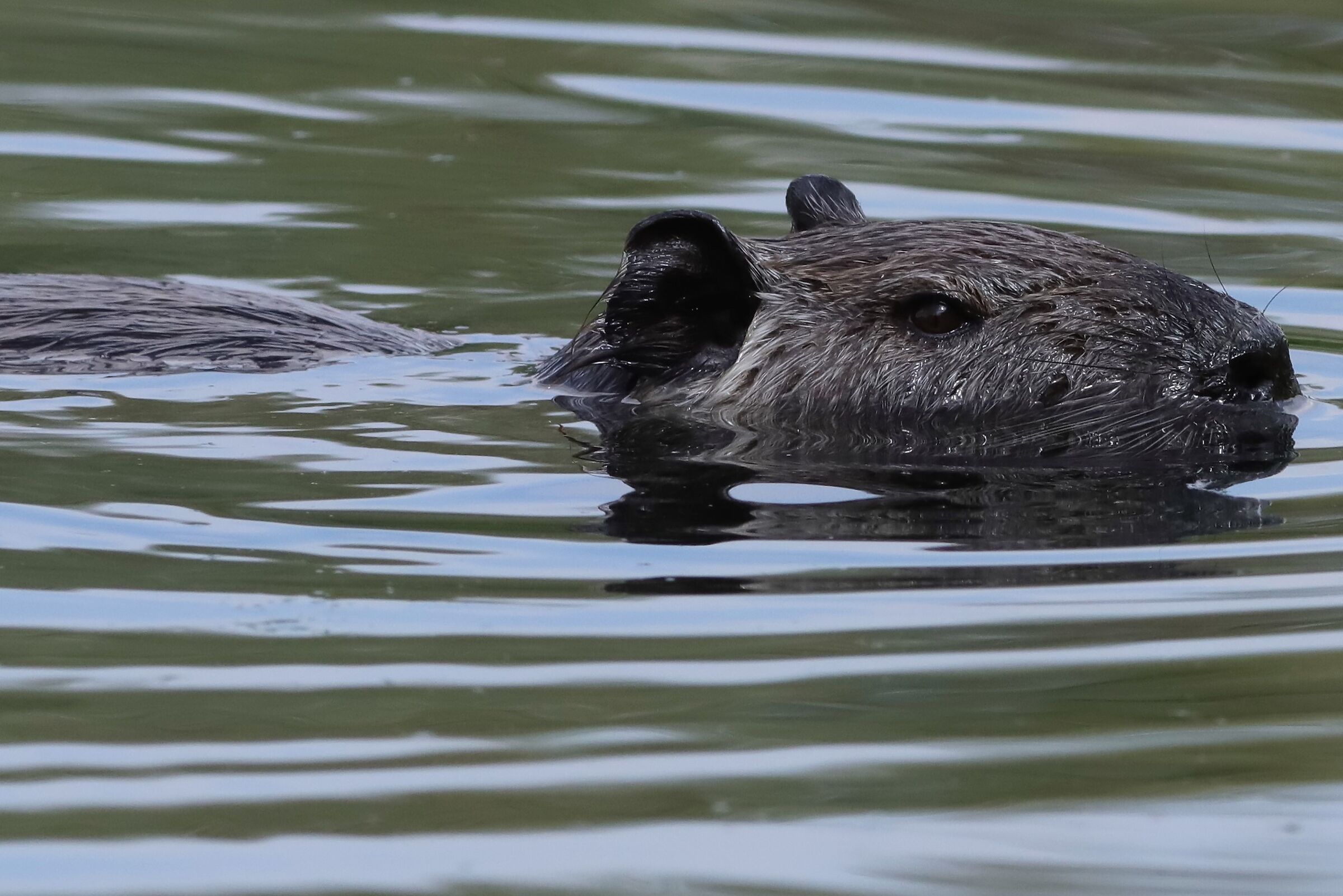 Nutria