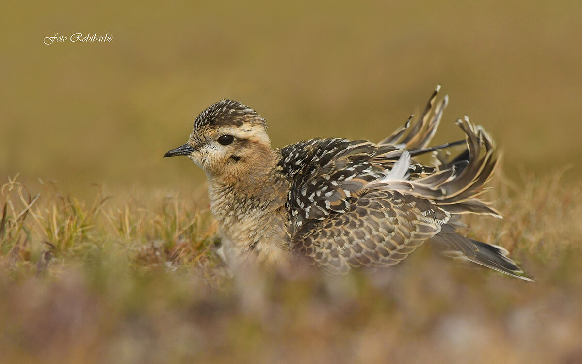 Il Piviere si arruffa...