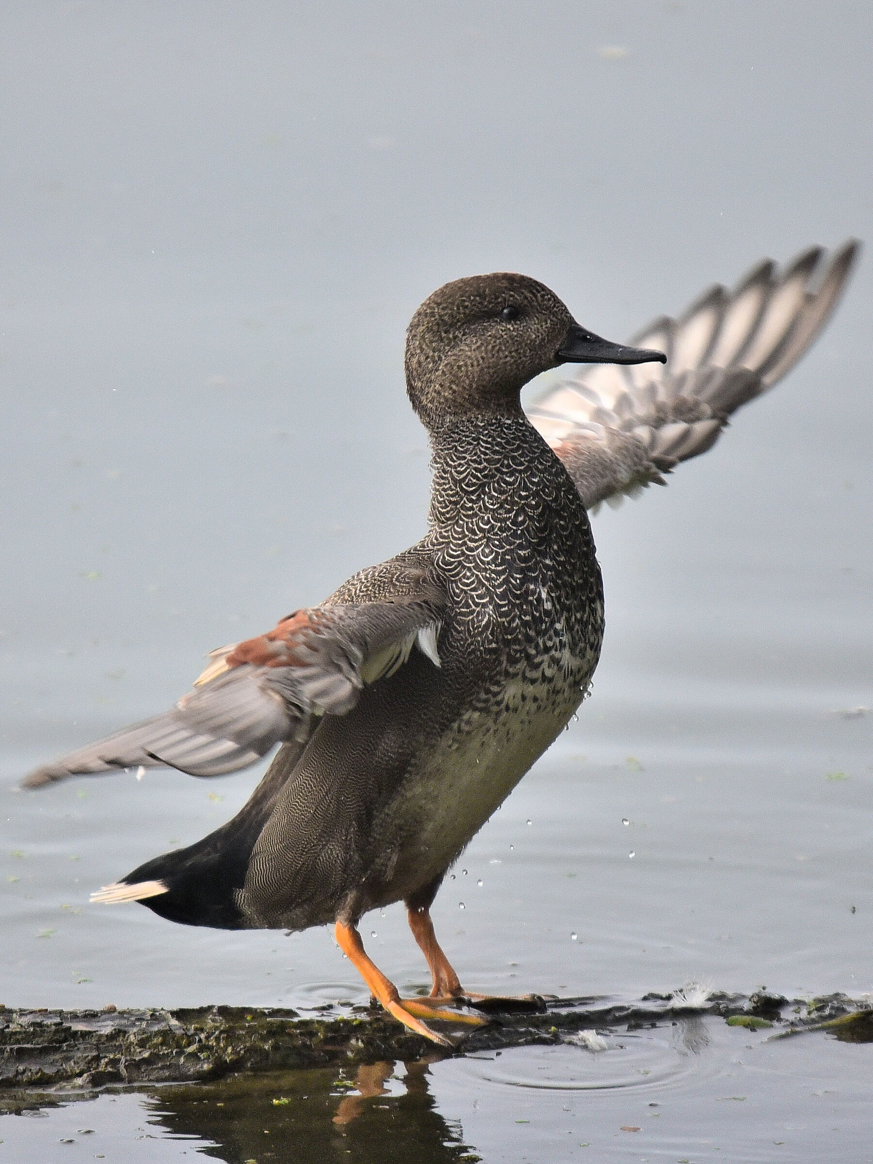 Canapiglia - Lake Trasimeno (2019)