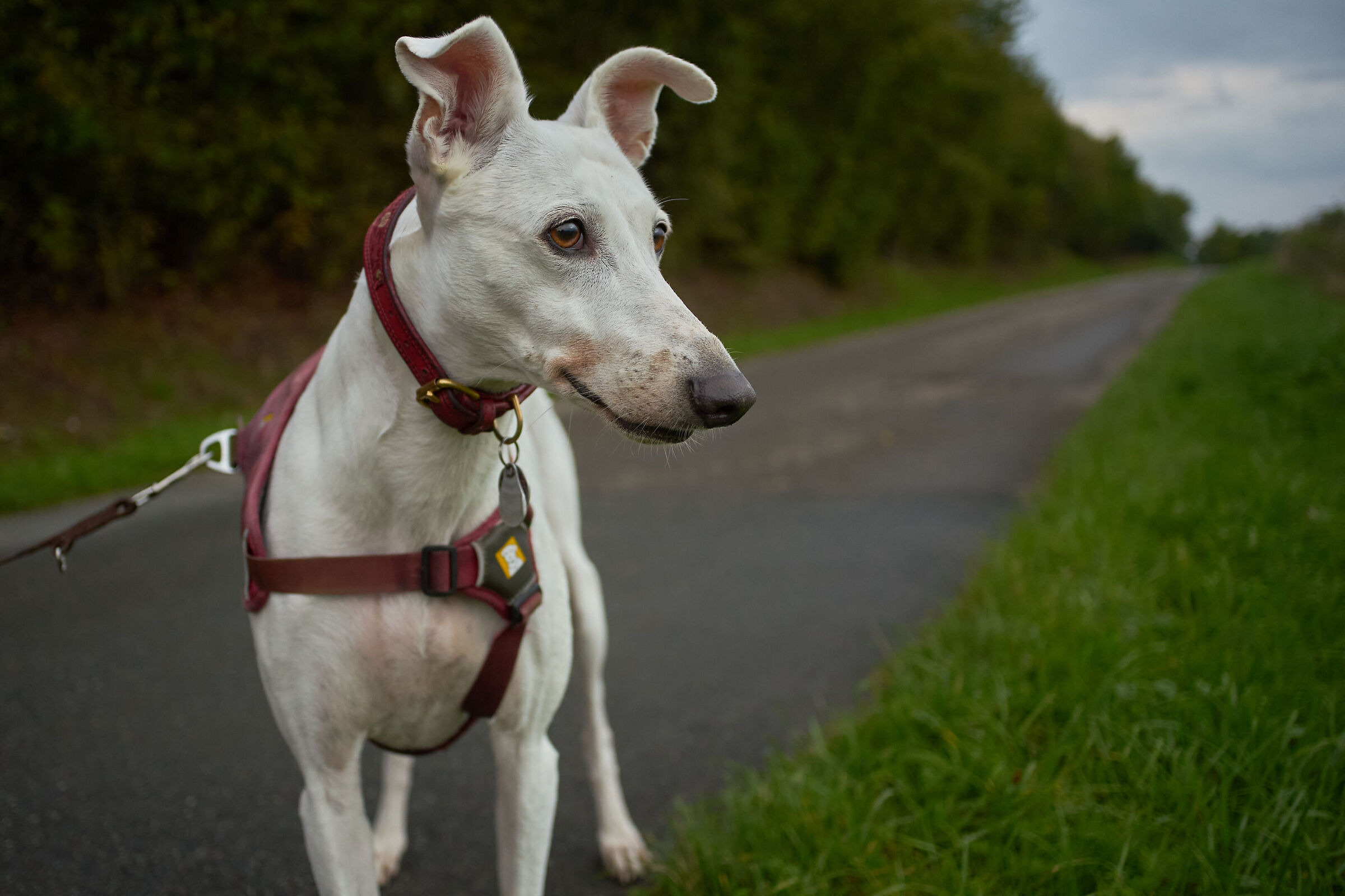 Rena ascolta i rumori nell'erba
