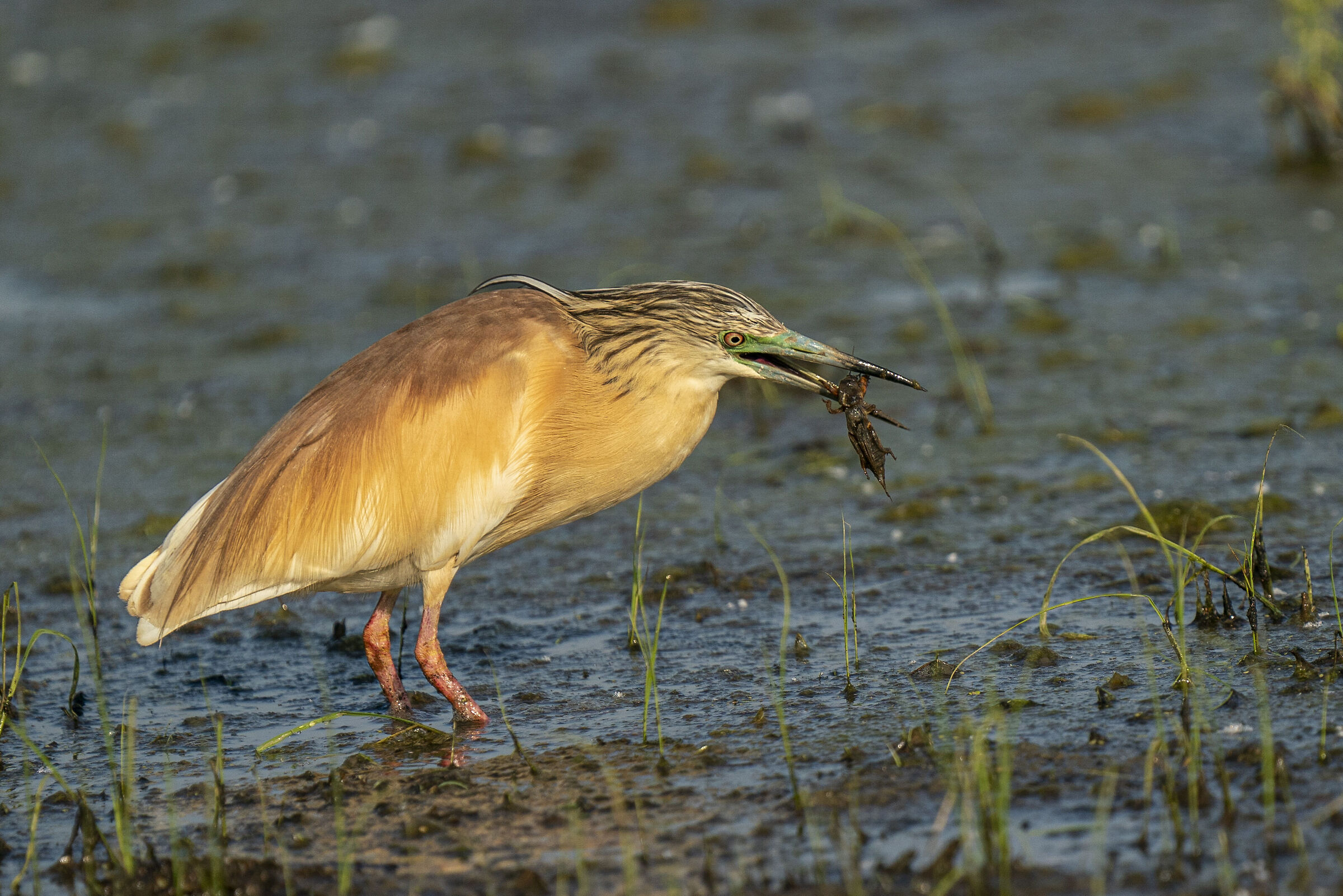 Squacco heron.... with breakfast