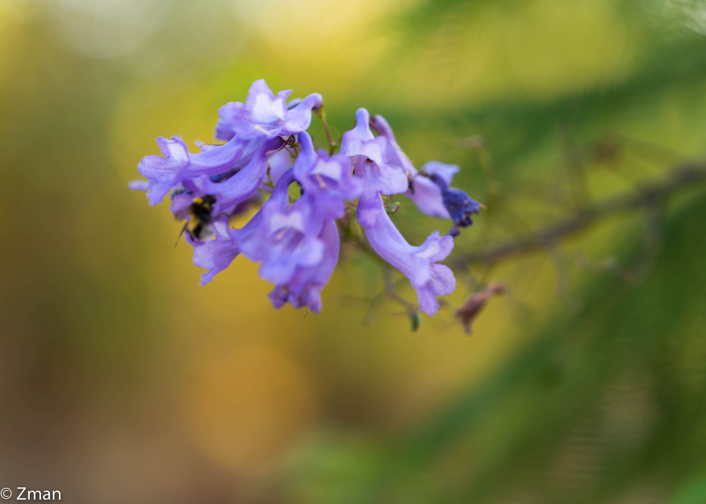 Blue Jacaranda