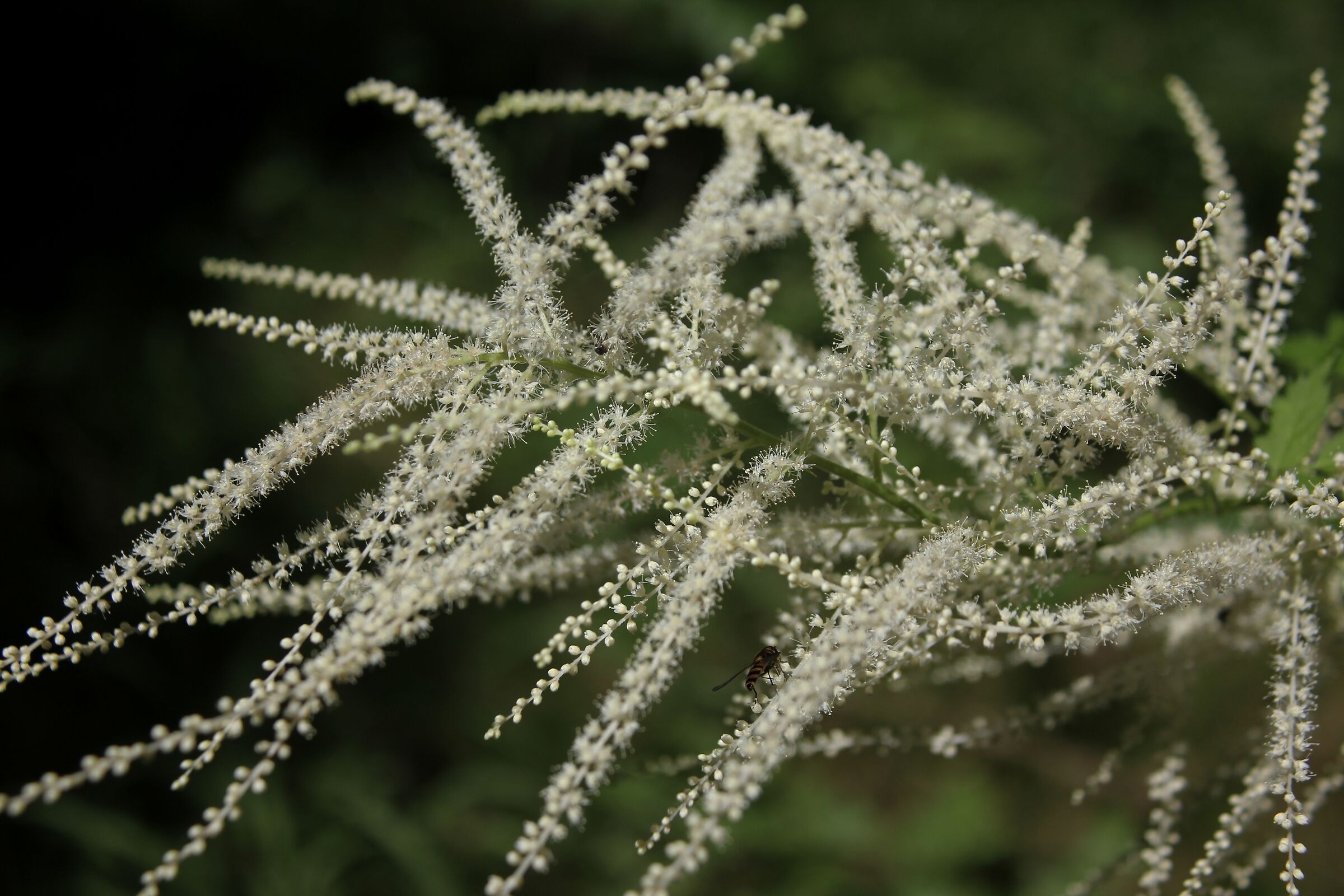 Macro