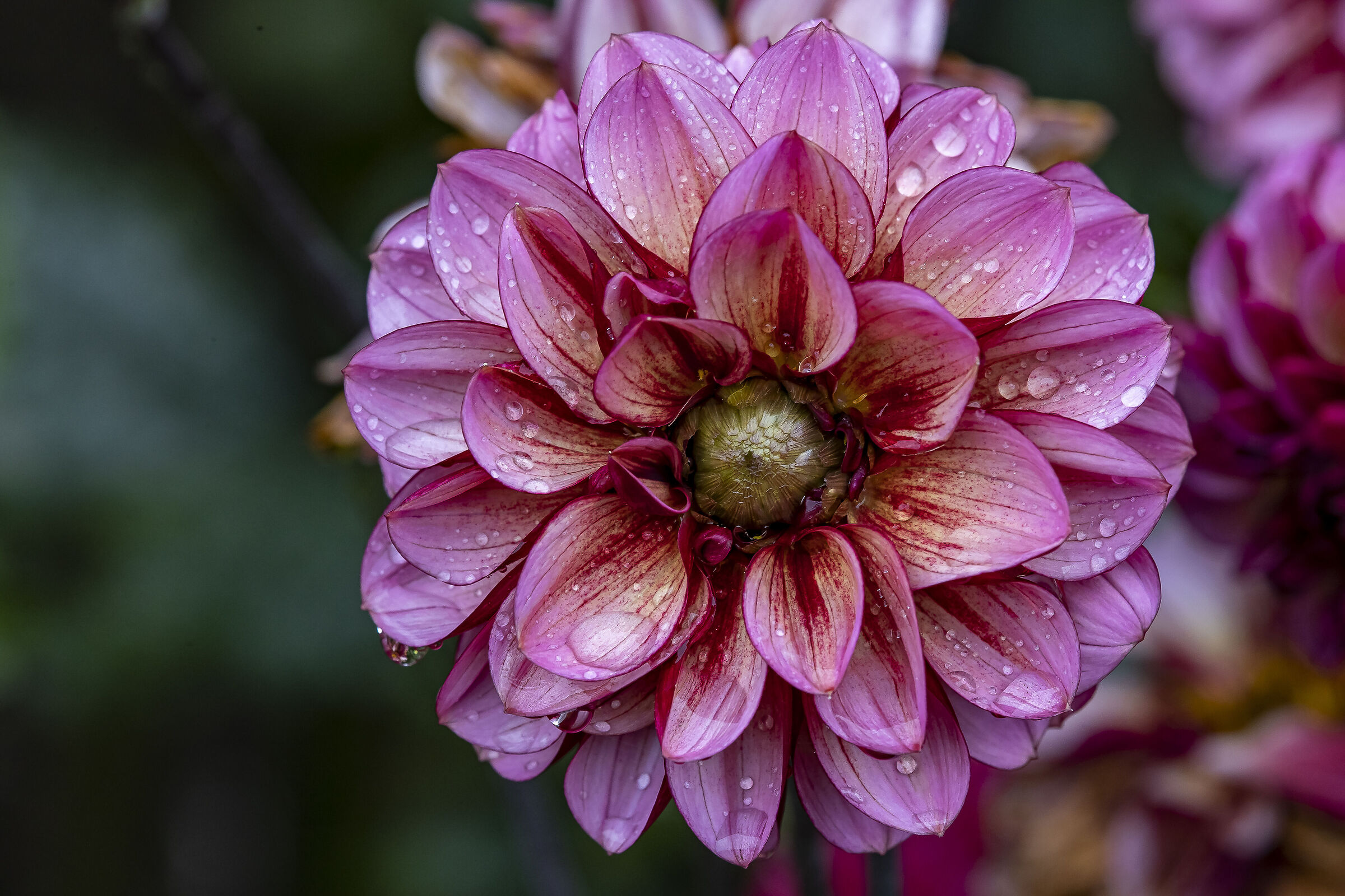 DAHLIAS
