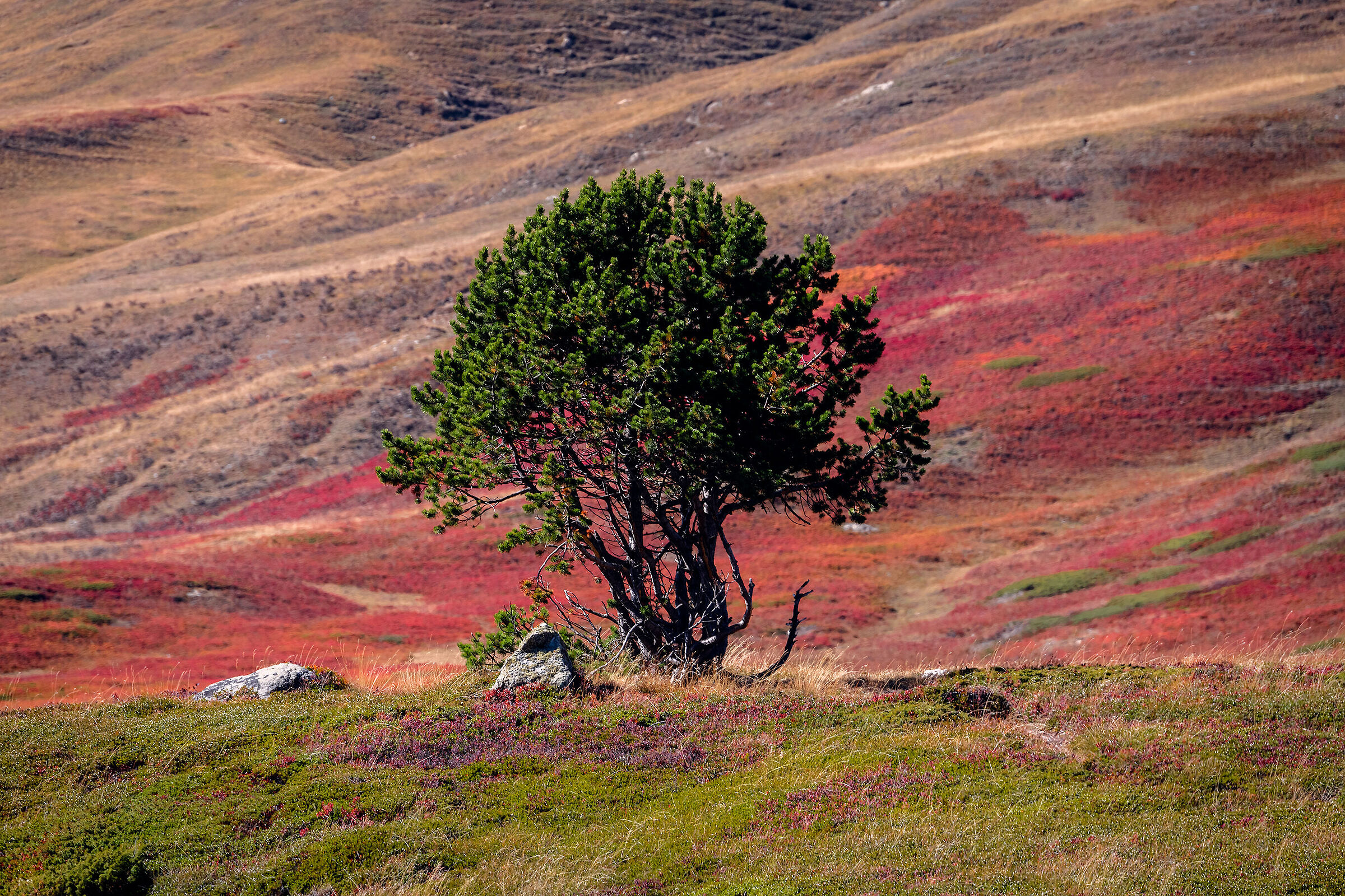 I colori della Natura