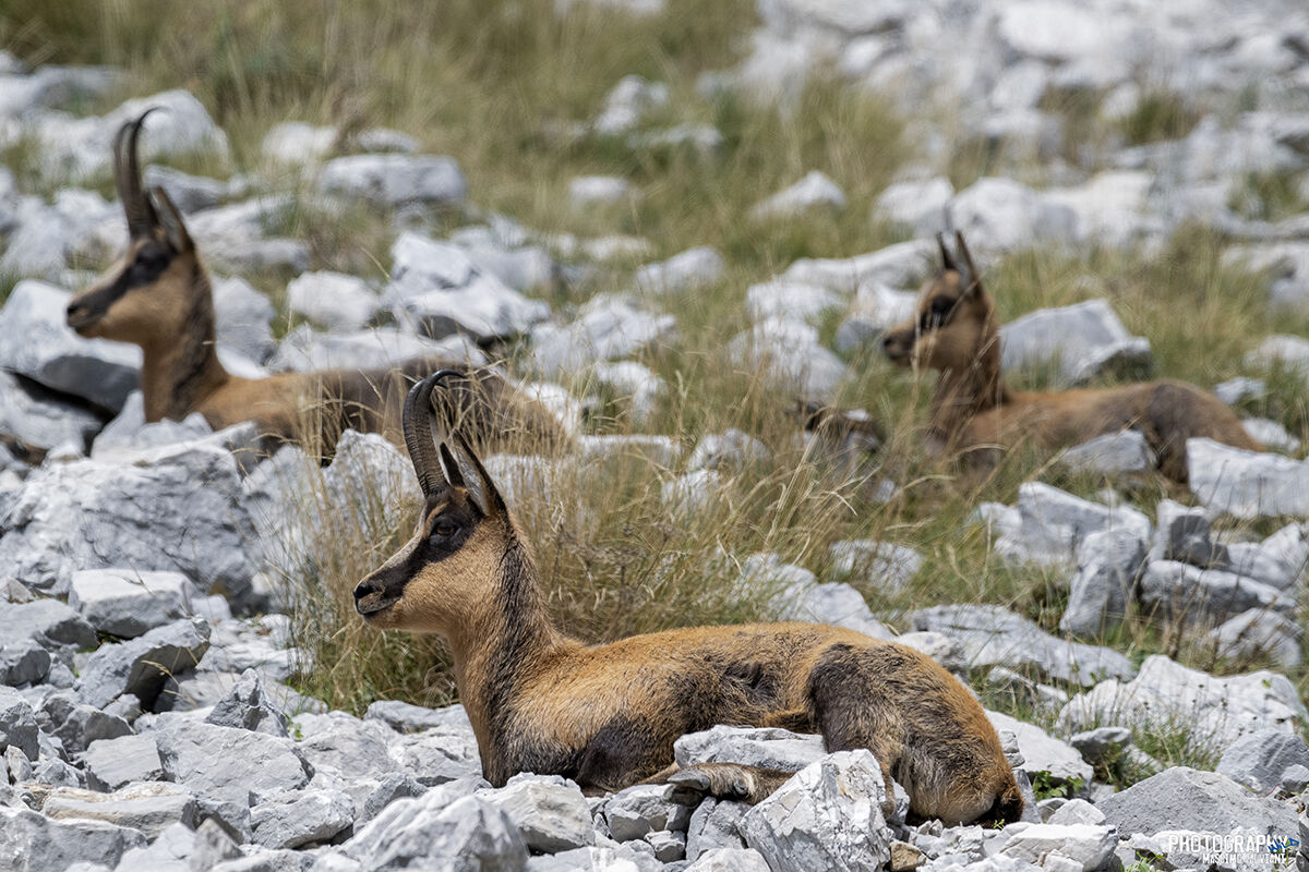 The three......................... three.