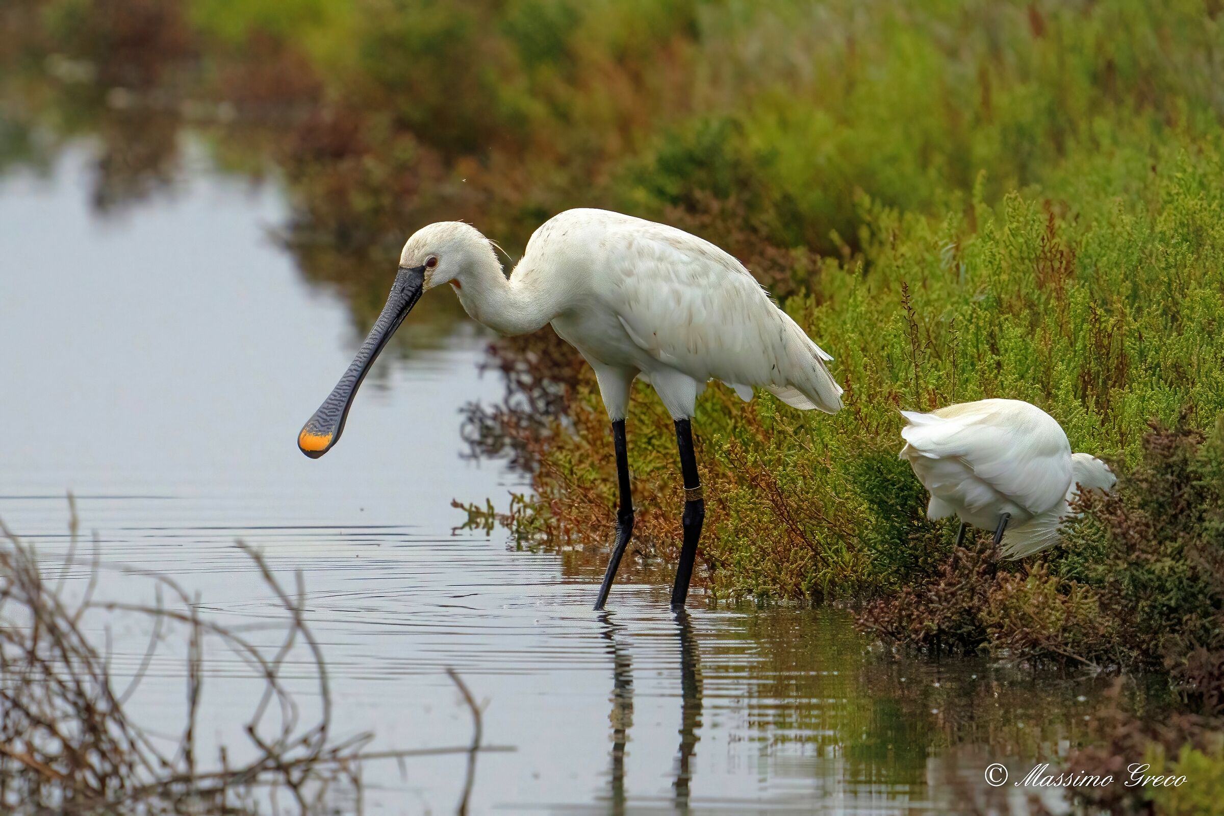 Spatola bianca (Platalea leucorodia)