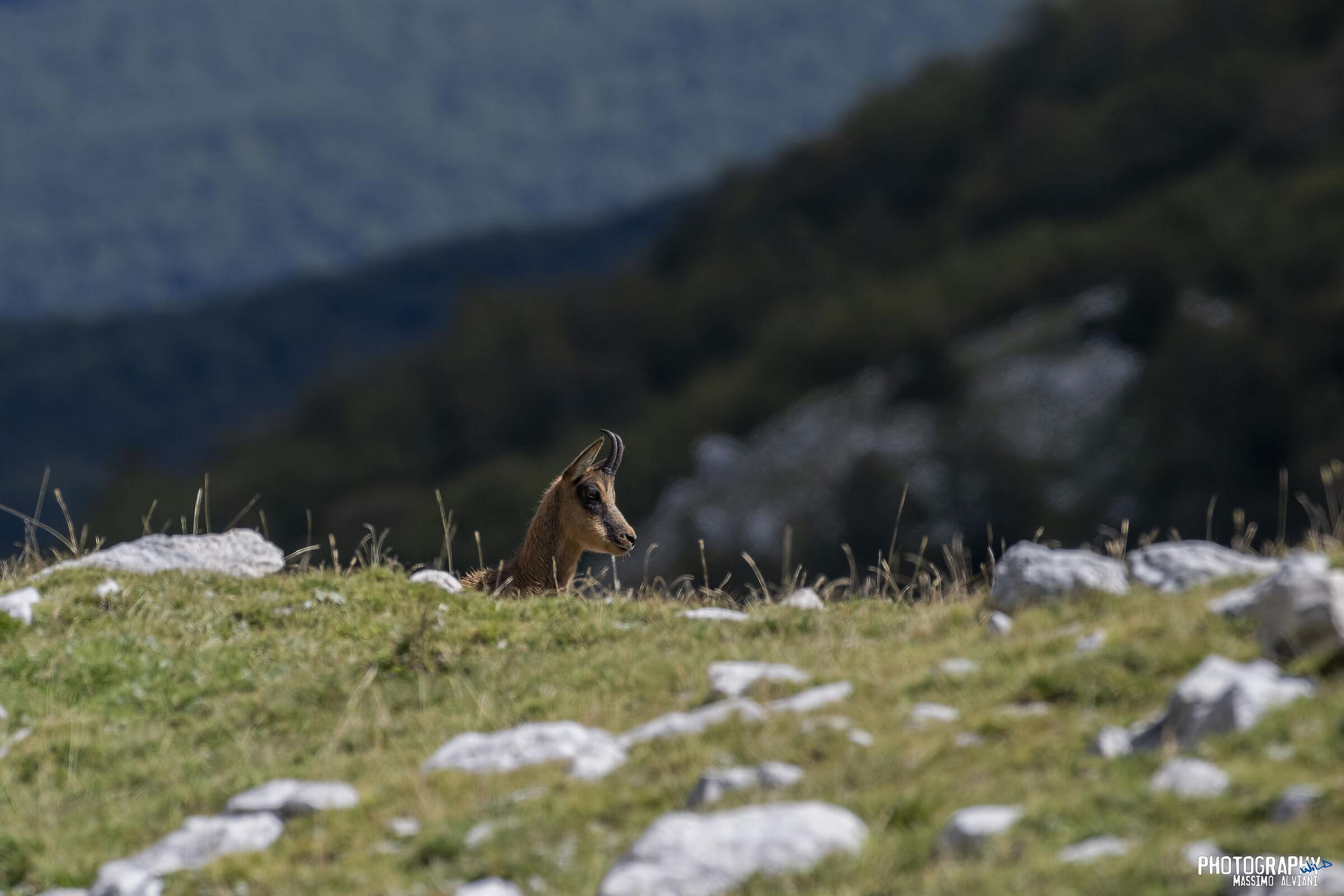 Cu................ Cu.