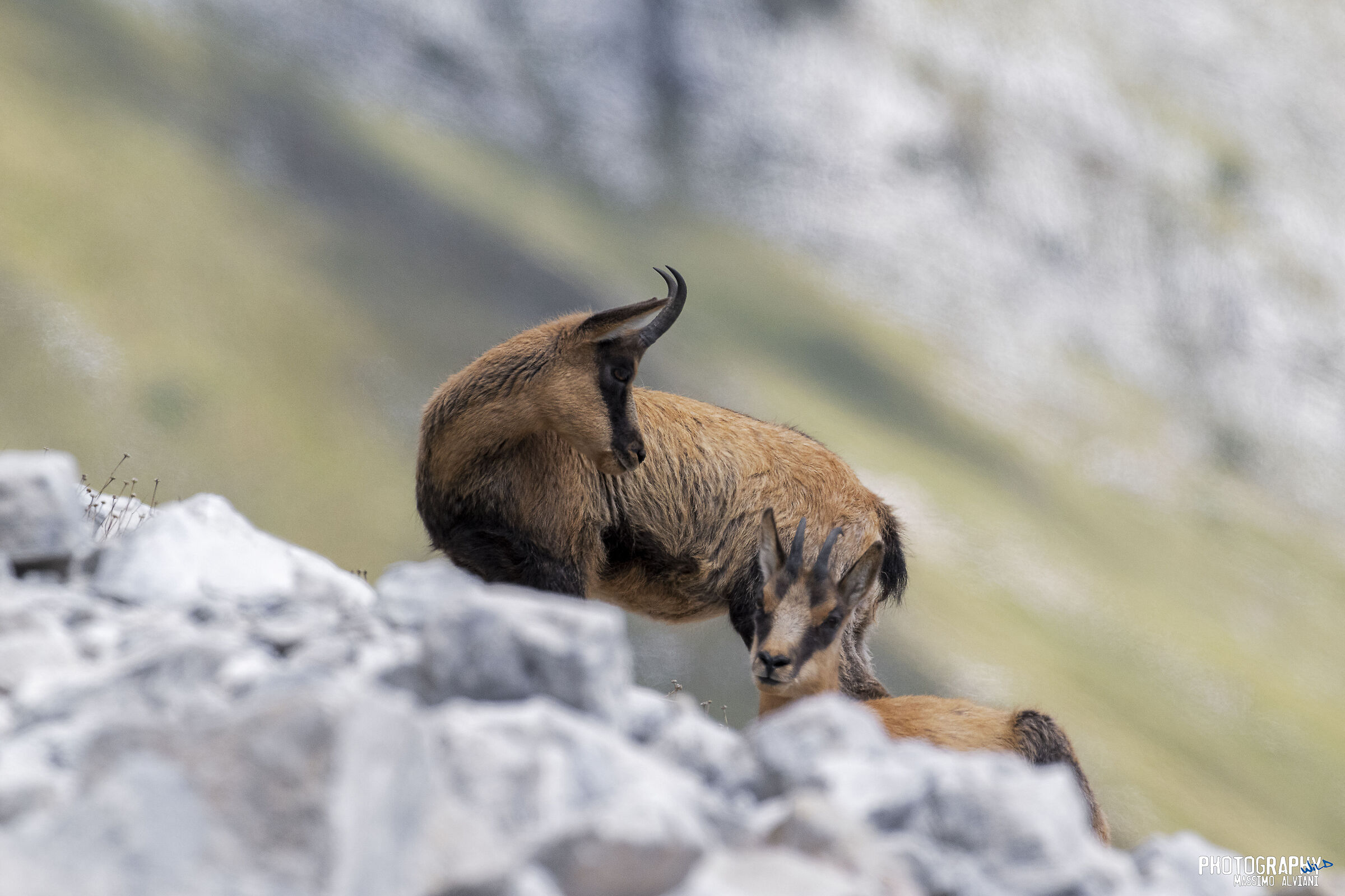 The delicacy of a Mother.