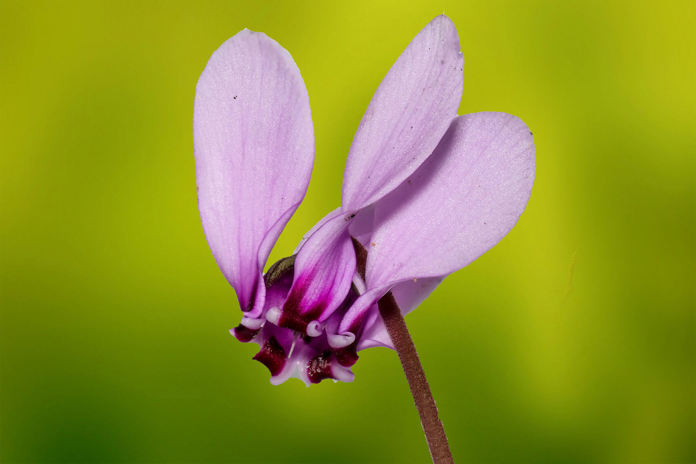 Ciclamino