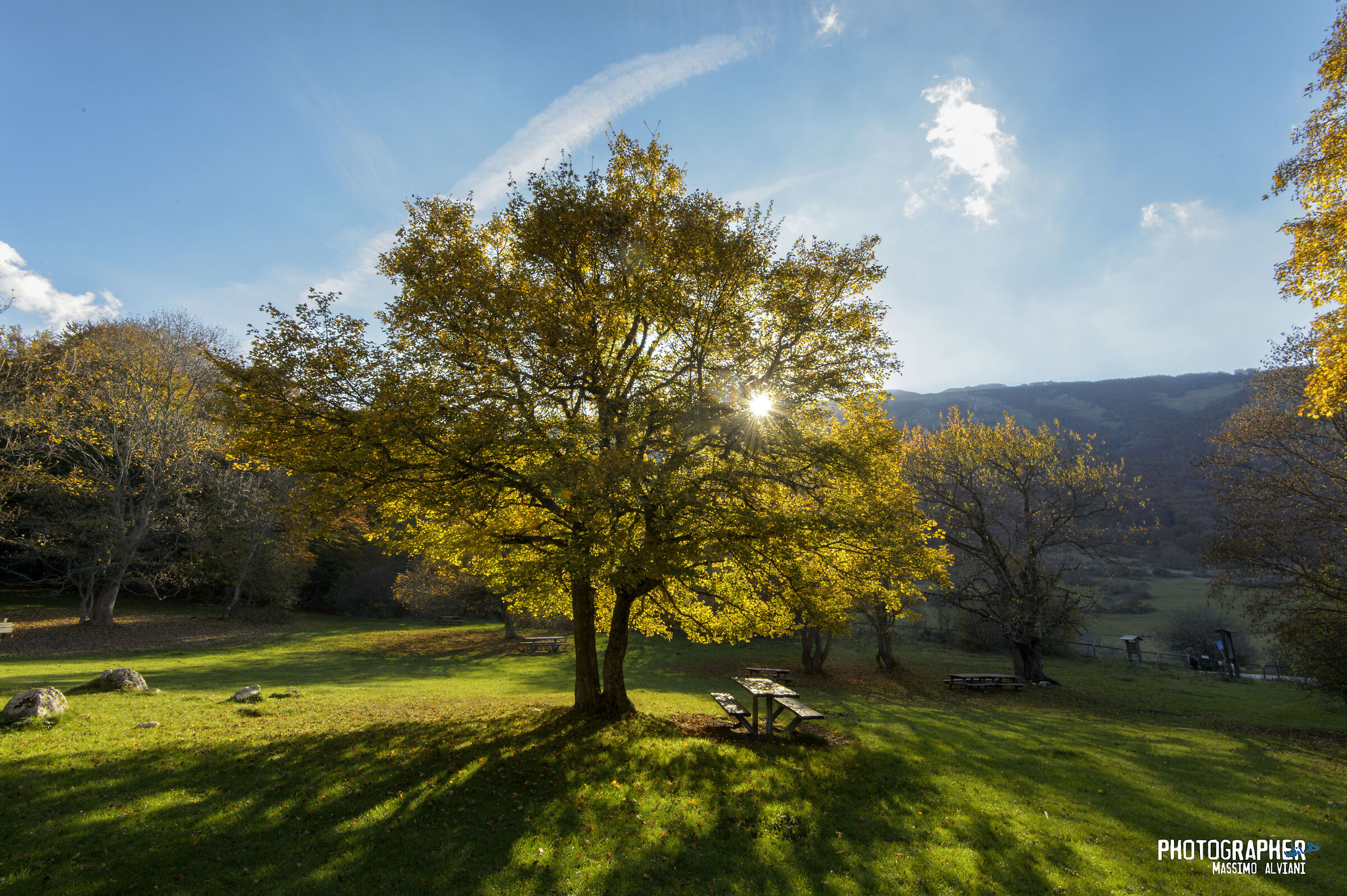 Controluce nel bosco.