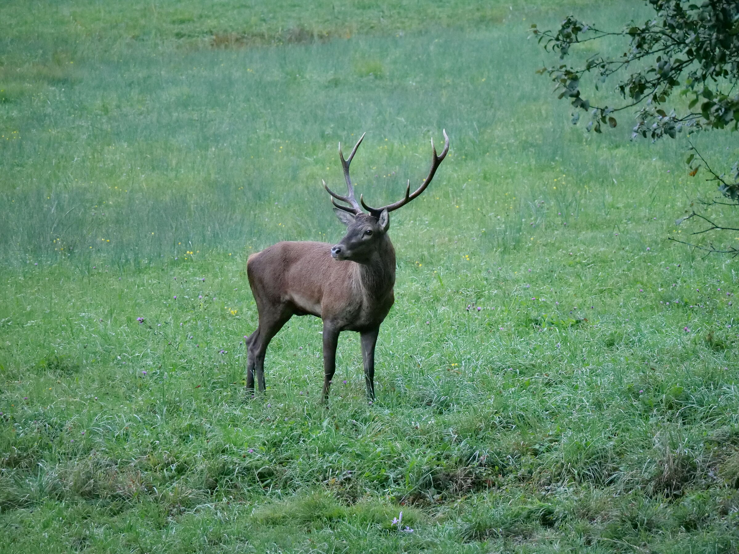 Bramito in Fiavè TN