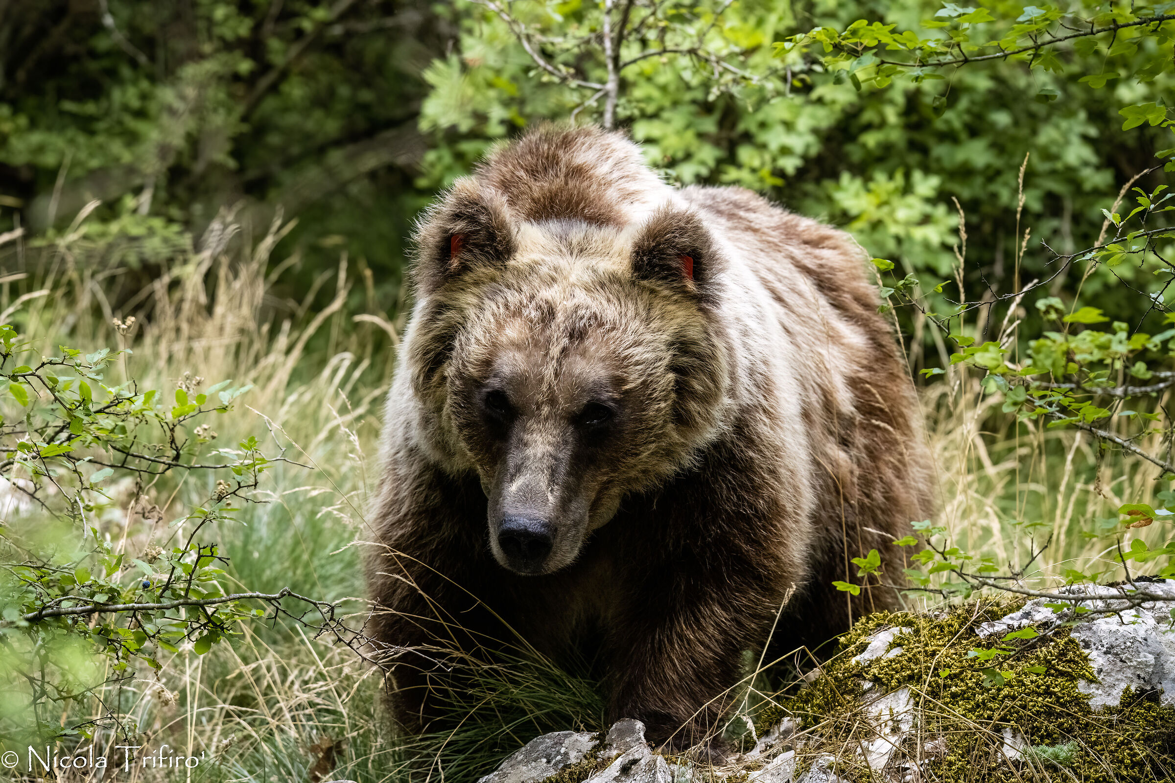 Meeting with the Marsican Bear in the PNALM