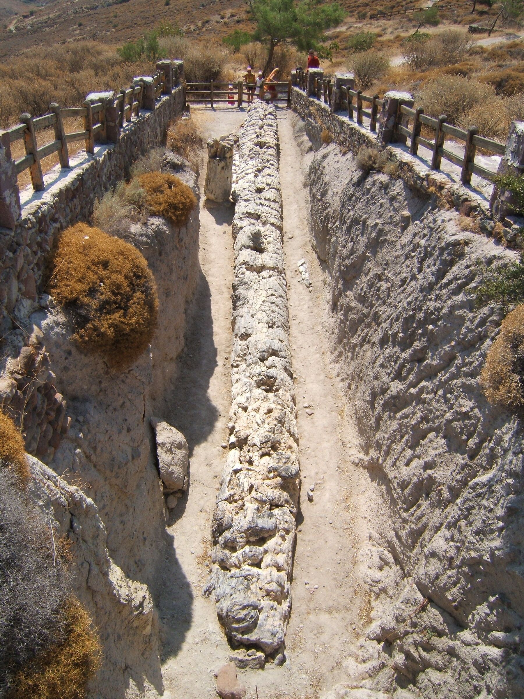 Foresta pietrificata