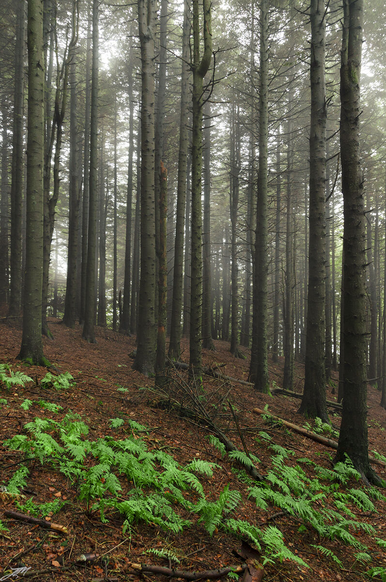 The green forest