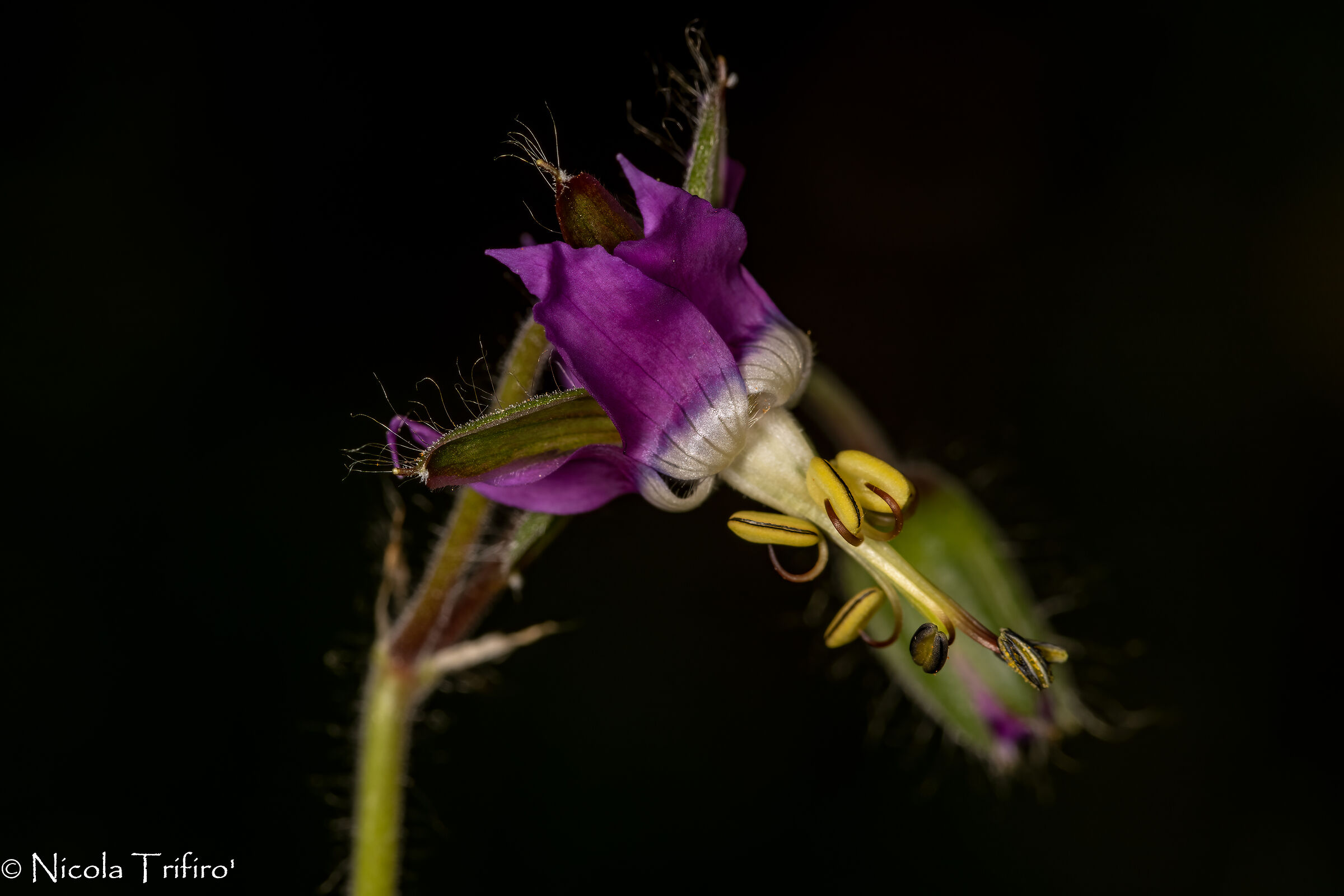 Starry Geranium